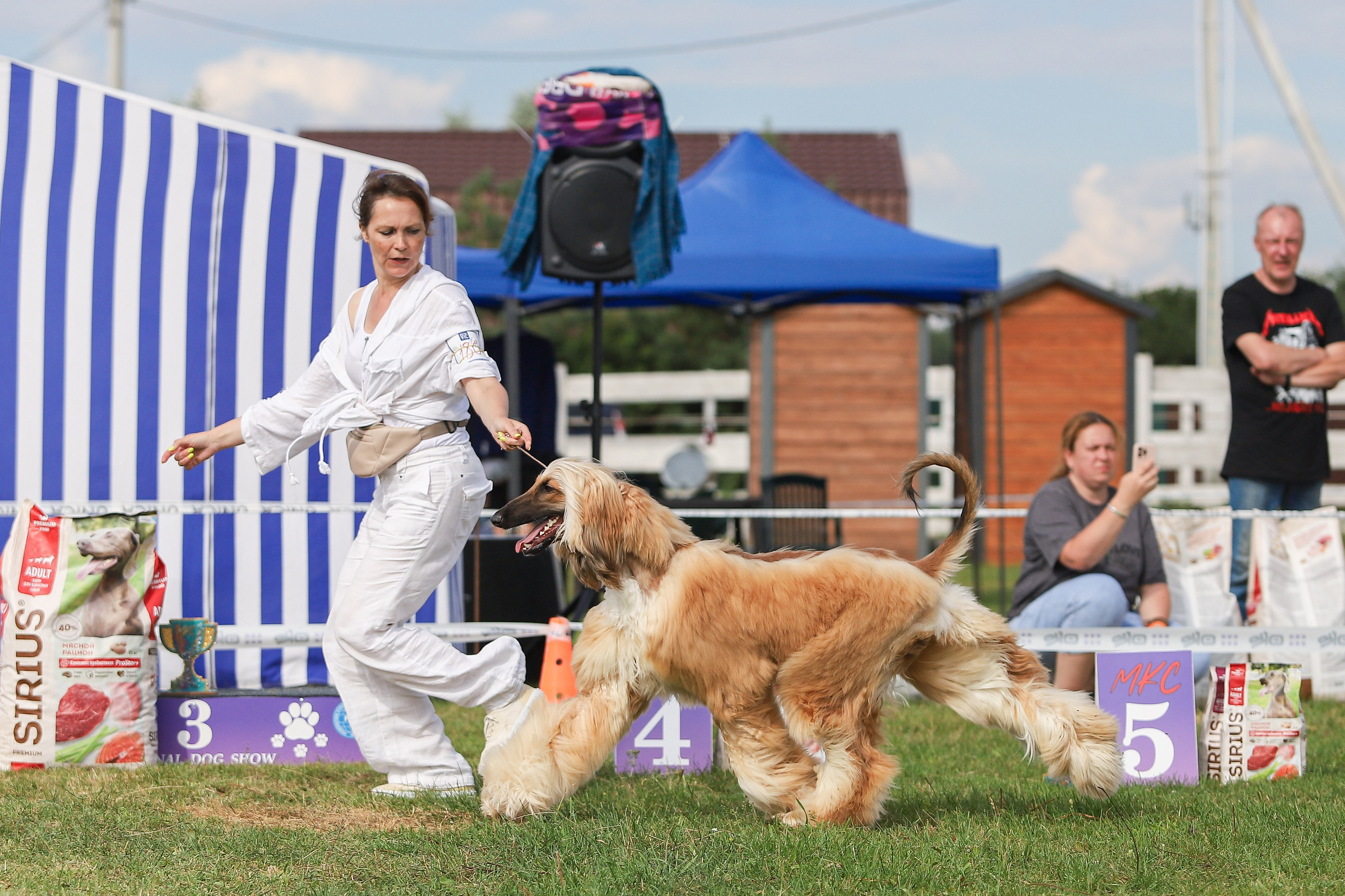 Республиканская выставка собак всех пород. Галерея фотографий афганской борзой