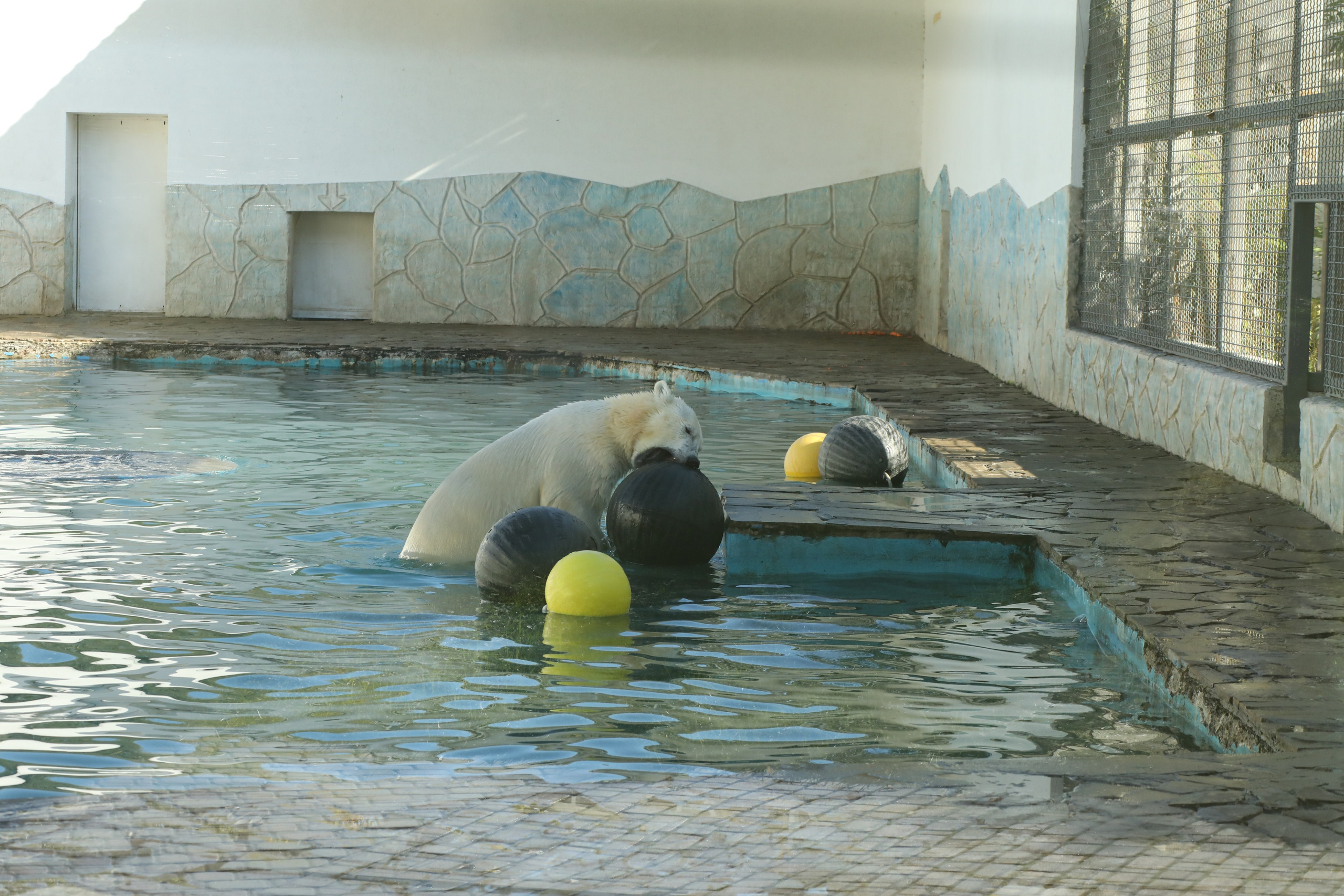 Ростовский зоопарк. Фото-художник и Репортажный фотограф Николаев Александр Алексеевич