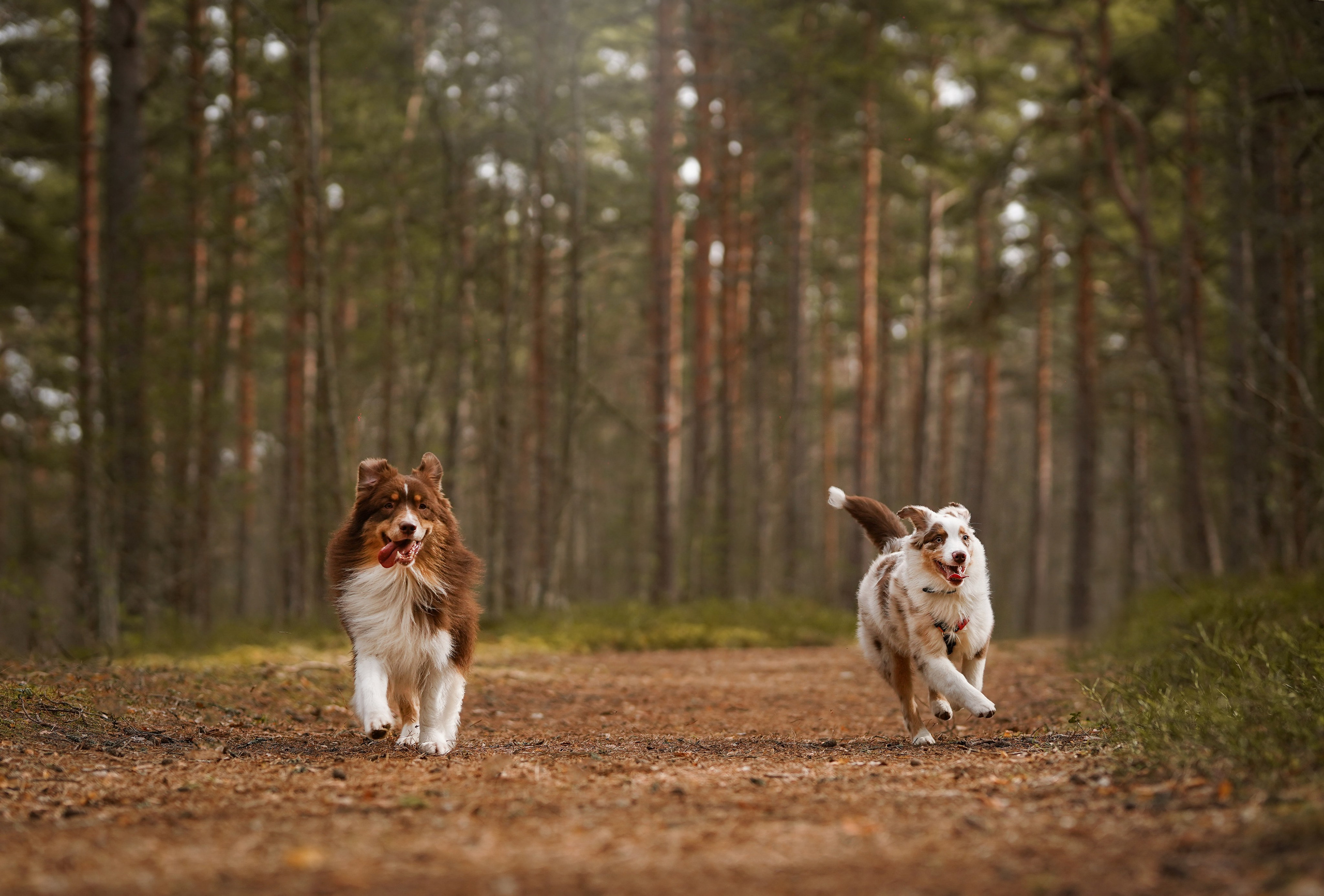 Аусси на Ладоге. Фотограф-анималист в Санкт-Петербурге Яна Мартынова