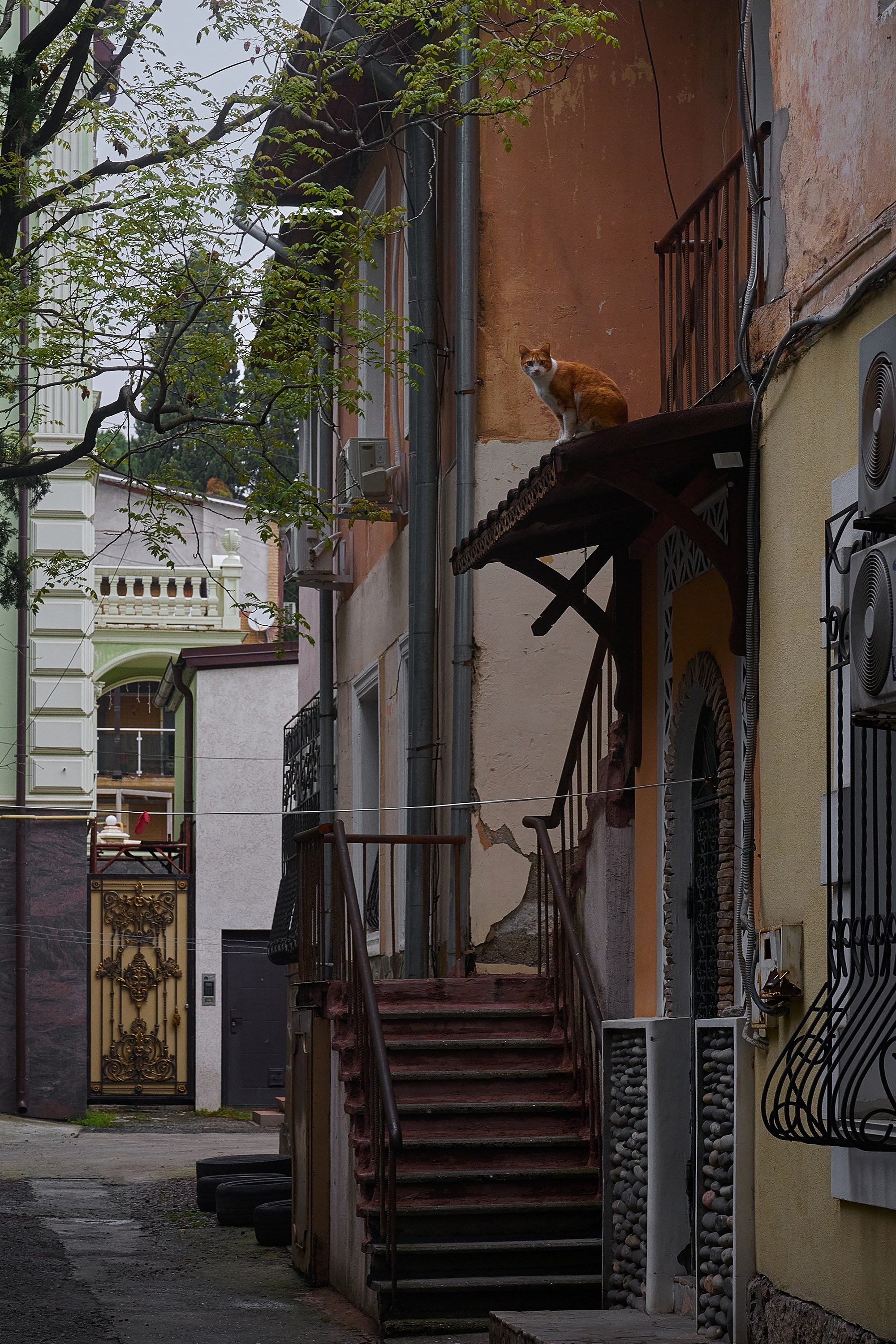 Жизнь, люди, стрит, вокруг, животные, на улице. Яркие фото на Чёрном море