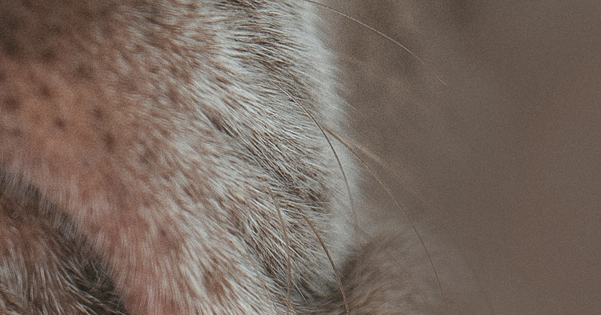 Лена и Фанни. Фотограф анималист в Москве и Санкт-Петербурге Свиридова Анна