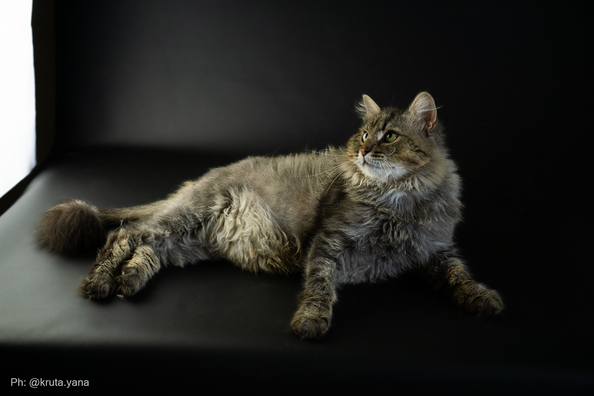 Whiskers cat shelter. Фотограф в Екатеринбурге Яна Круташова