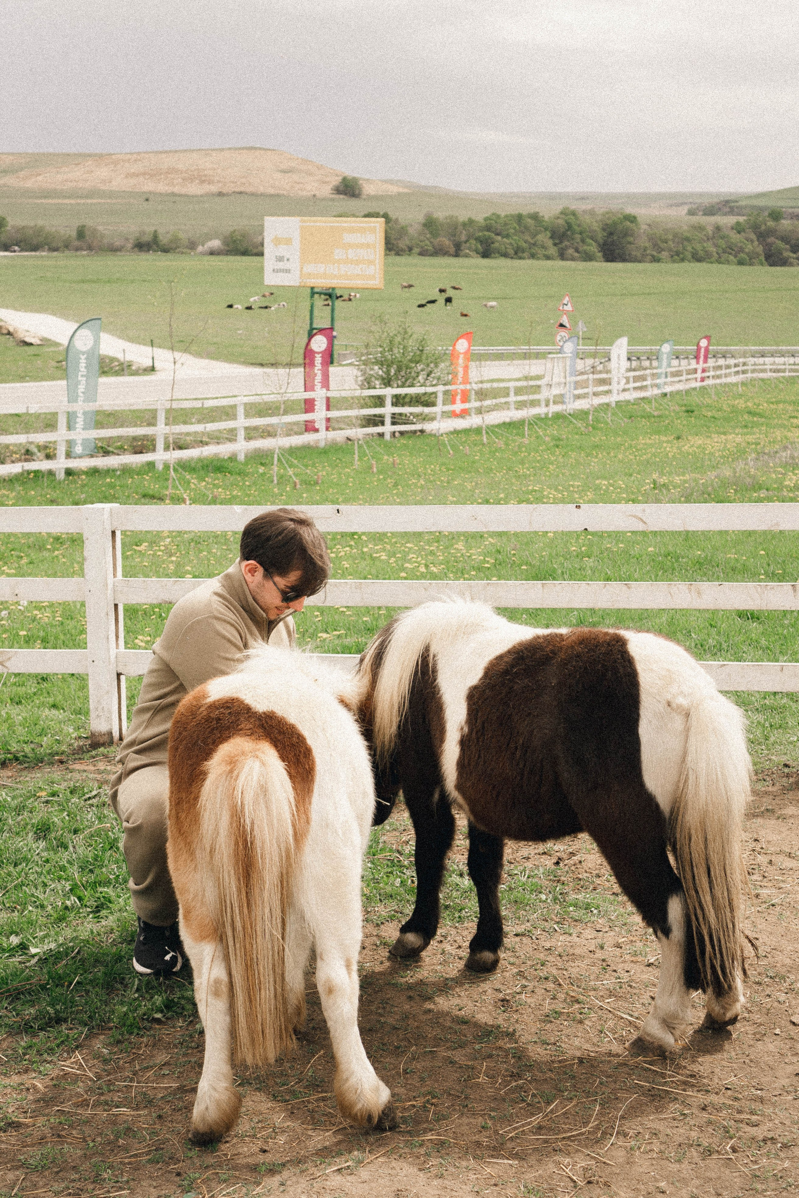 Ферма Альпак. Профессиональный фотограф, Санкт-Петербург — Виктория Богомолова