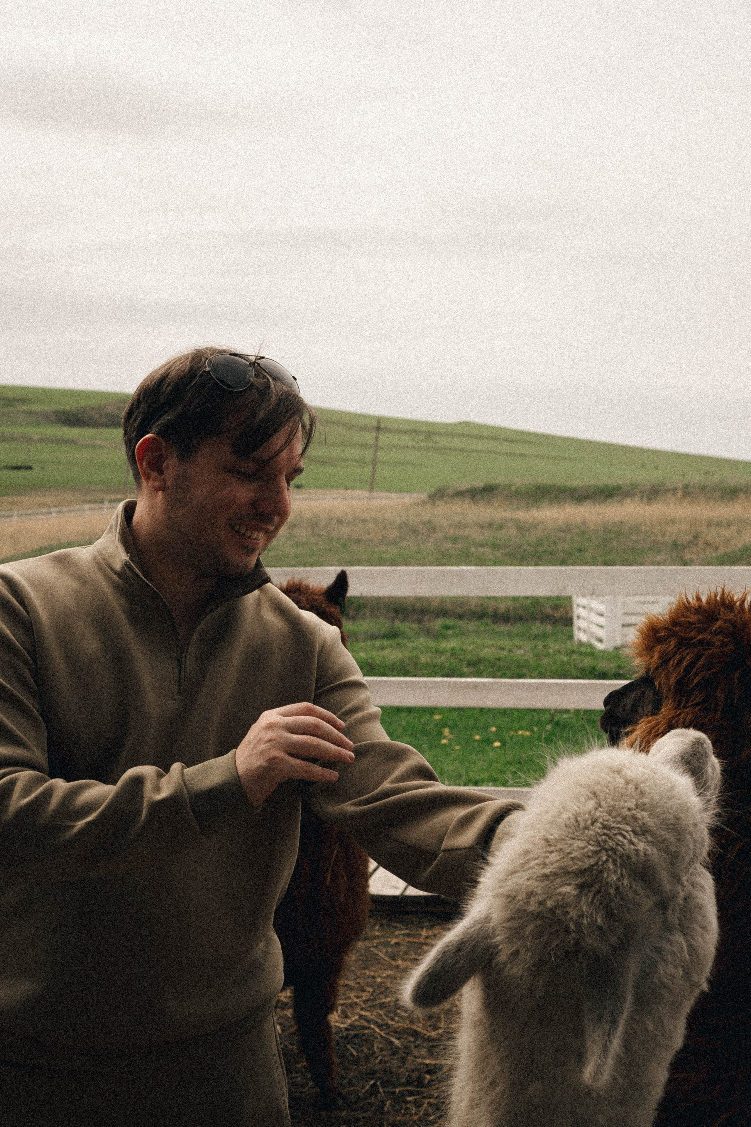 Ферма Альпак. Профессиональный фотограф, Санкт-Петербург — Виктория Богомолова