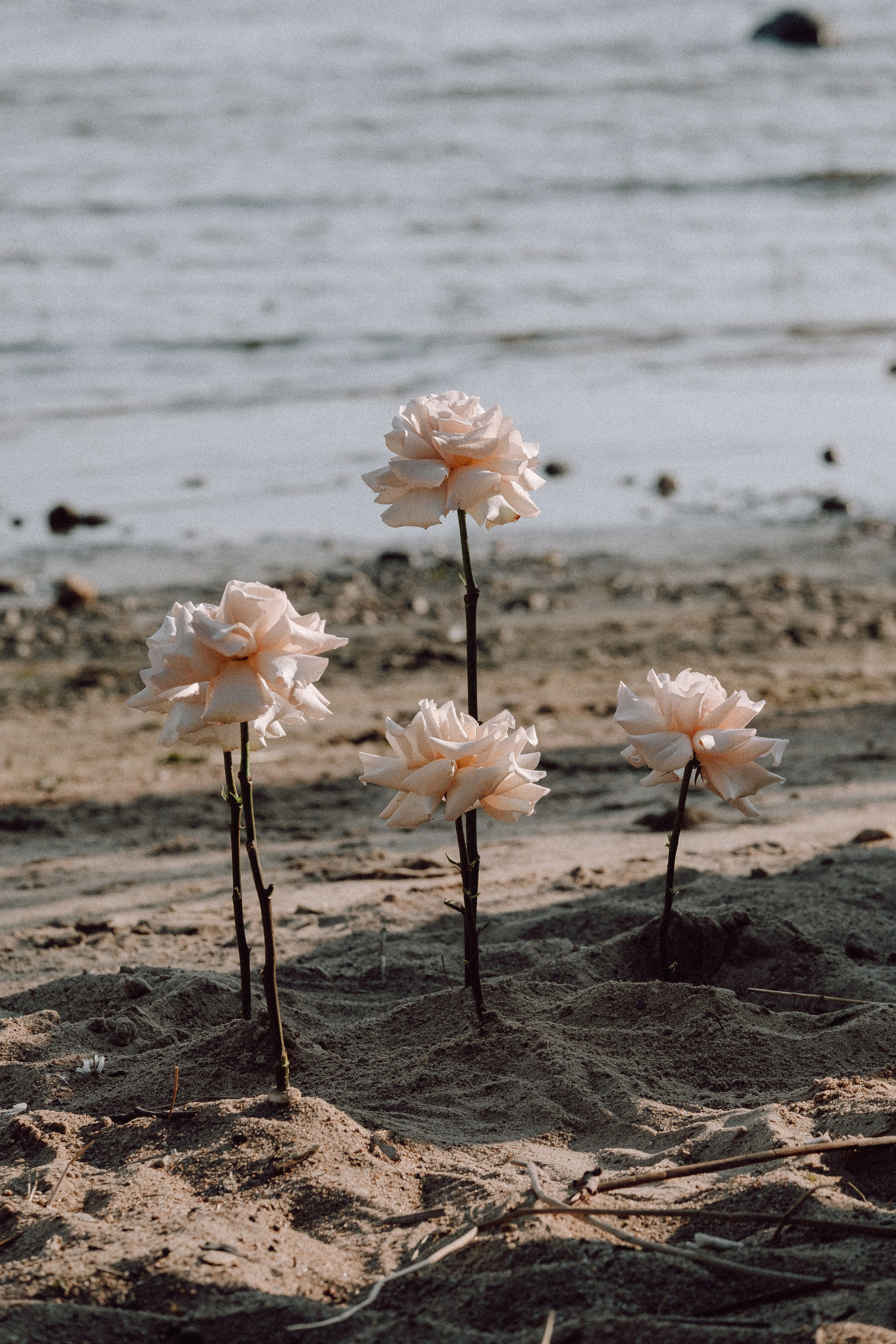 СВАДЕБНАЯ ФОТОСЕССИЯ ВЫЕЗДНОЙ ЦЕРЕМОНИИ (ФИНСКИЙ ЗАЛИВ). Профессиональный фотограф, Санкт-Петербург — Виктория Богомолова