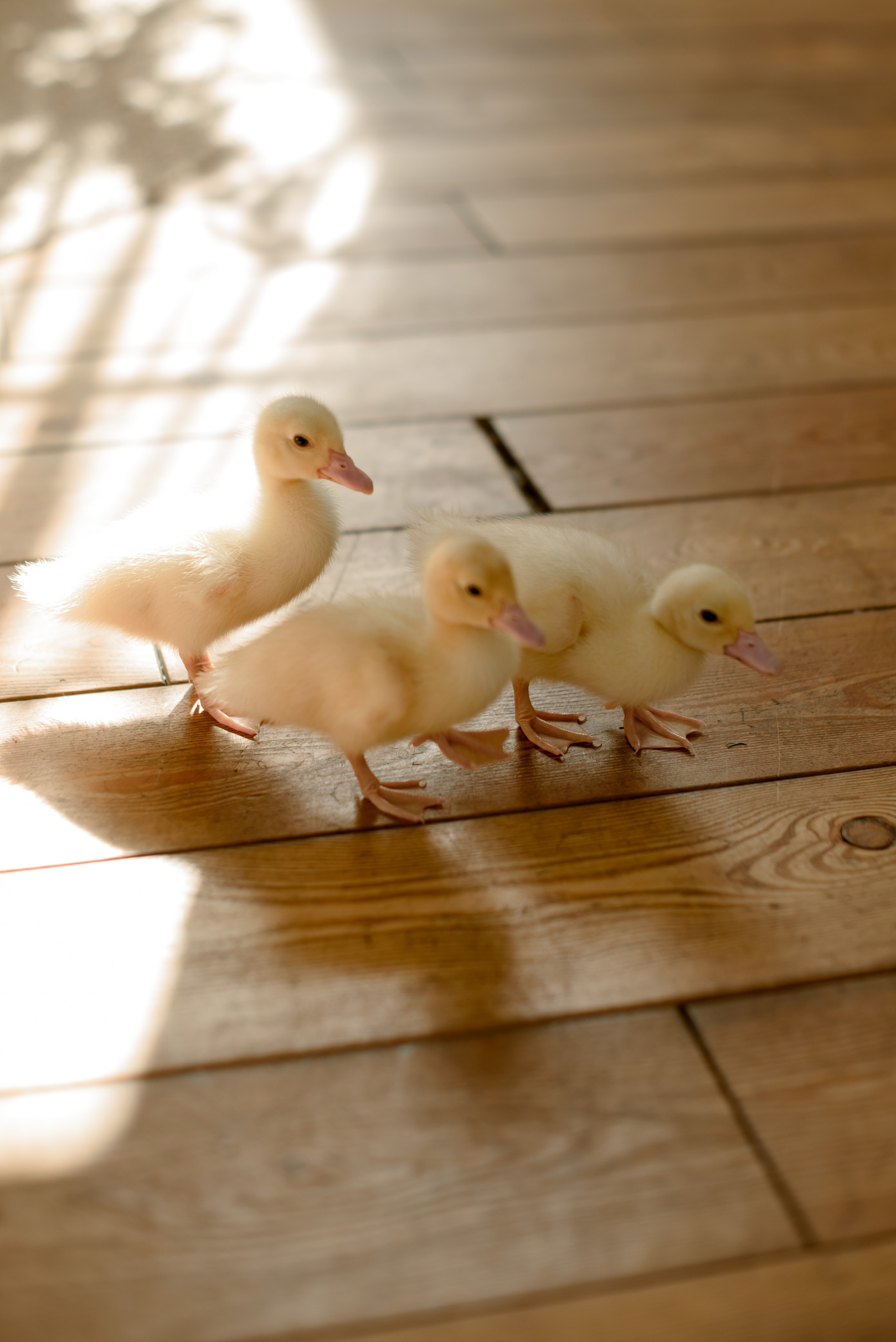 Ирина и Кира «Леона Дача». Свадебный и семейный фотограф в Санкт-Петербурге Елена Шурманова