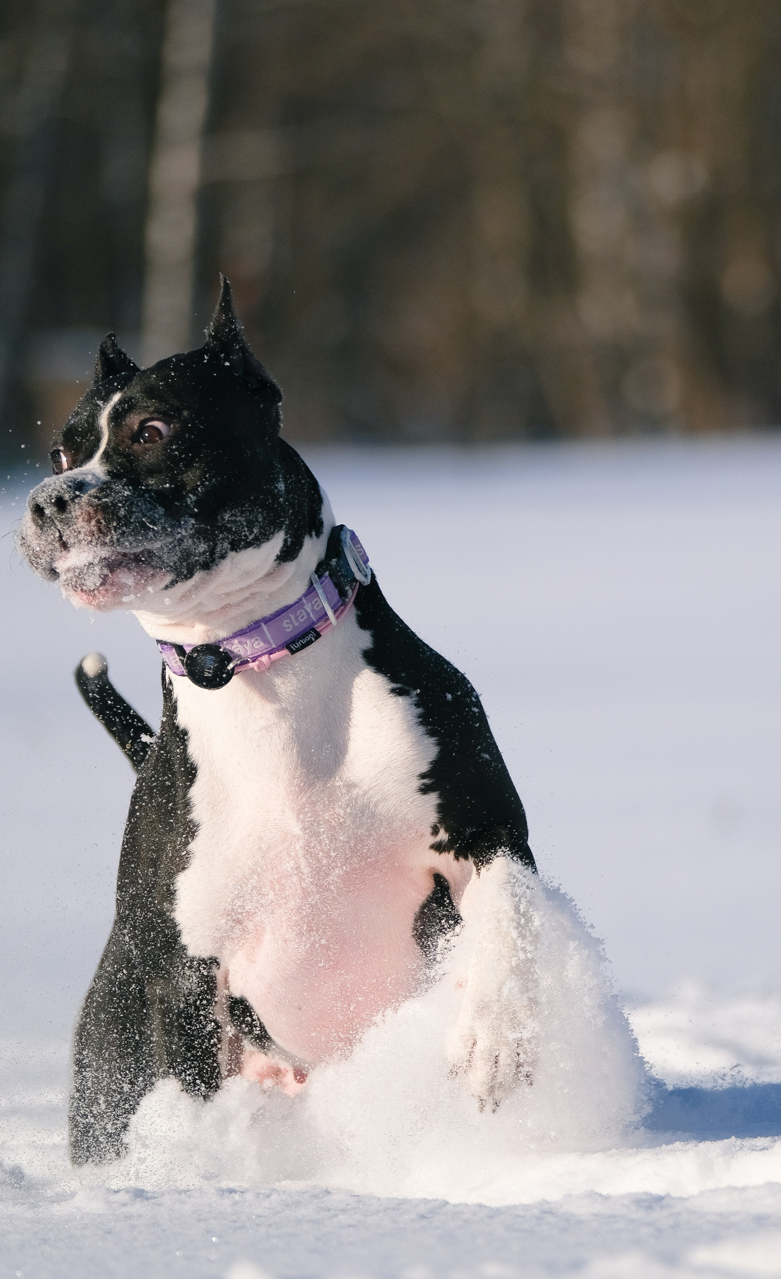 Баста и Эйгон. Фотограф и видеограф анималист Аганина Дарья