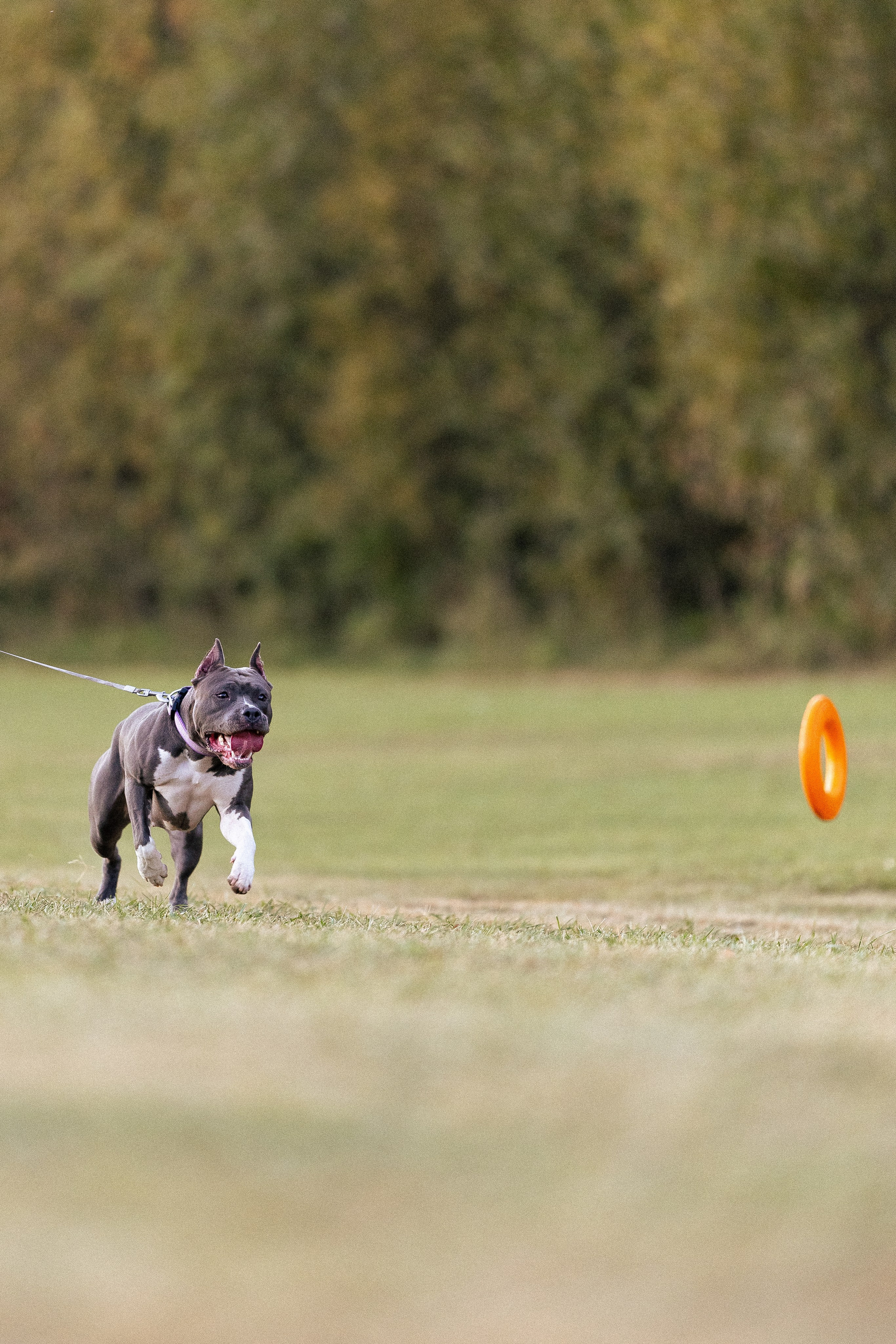 Катя, Леша, Лея и Трой. Фотограф и видеограф анималист Аганина Дарья