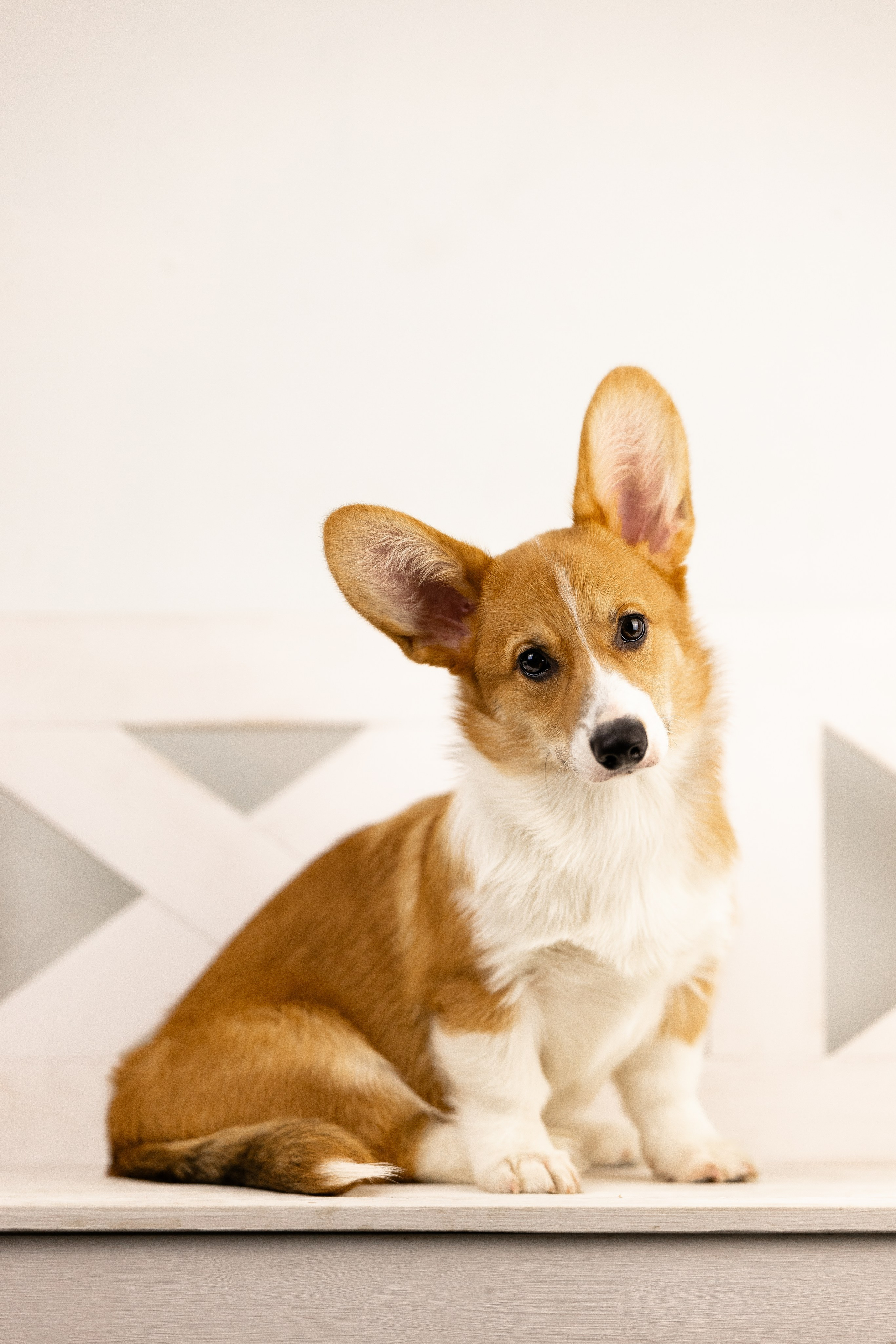 Корги. Фотограф и видеограф анималист Аганина Дарья