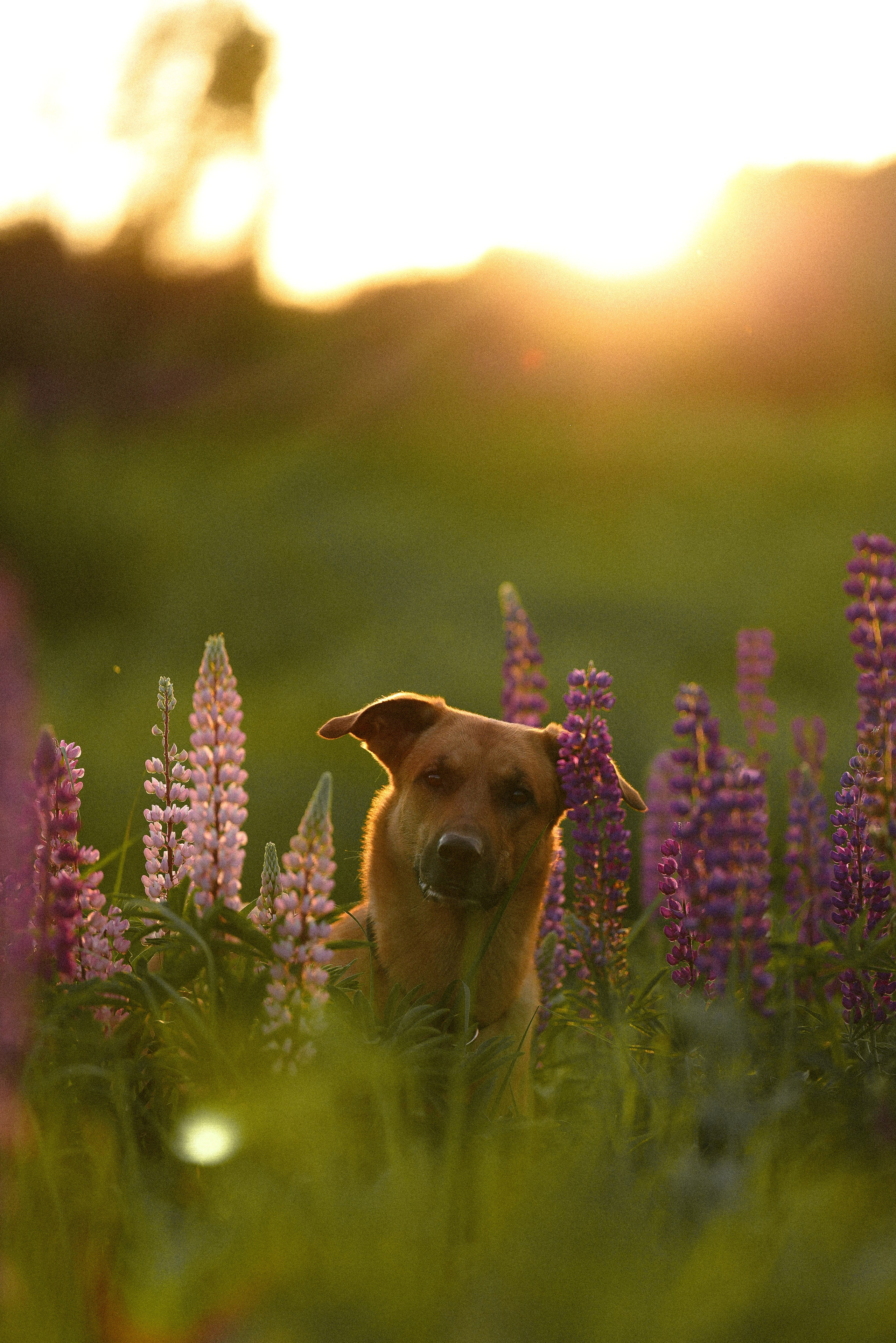 Тео и Гуччи. Фотограф и видеограф анималист Аганина Дарья