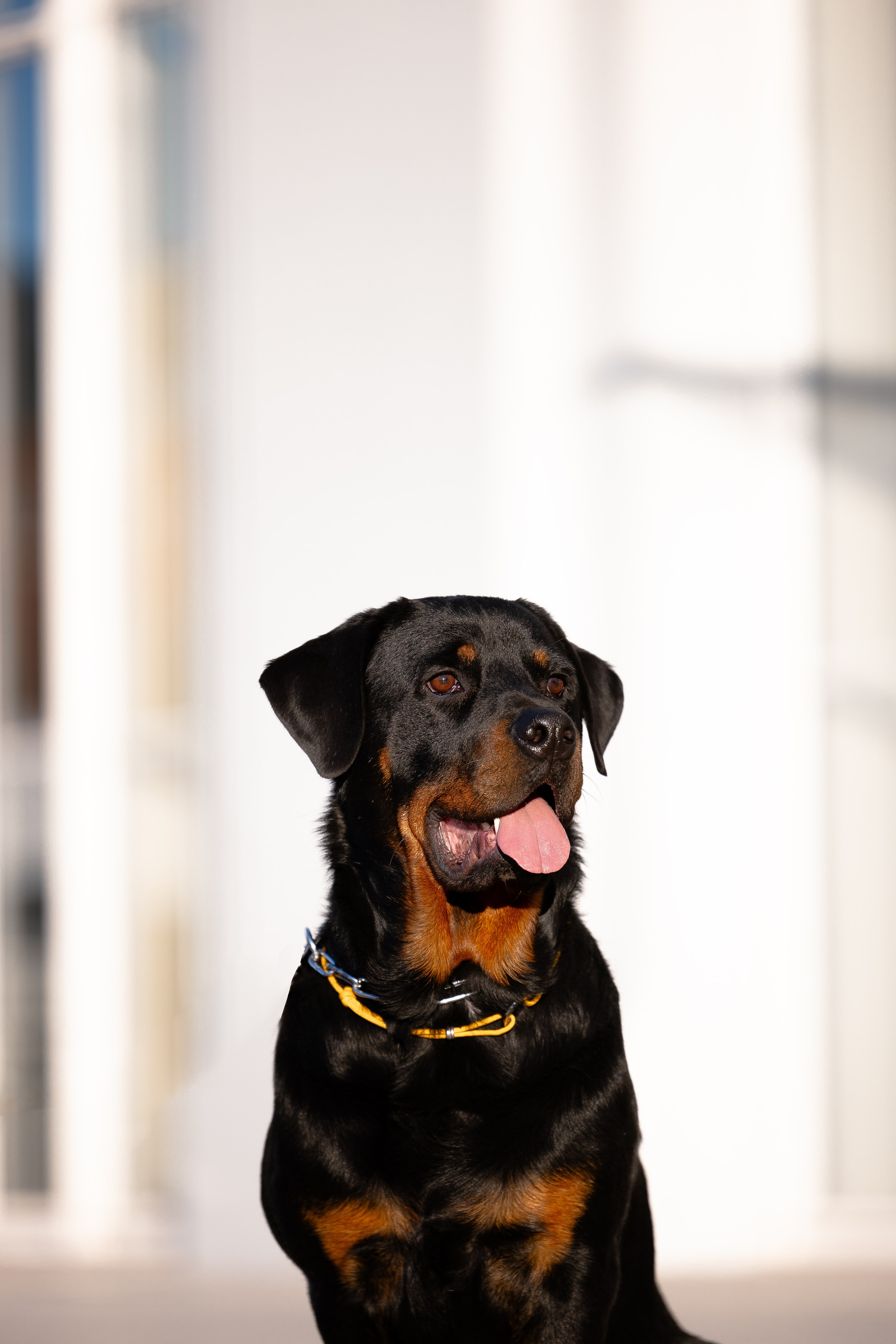 Катя, Леша, Трой и Лея. Фотограф и видеограф анималист Аганина Дарья