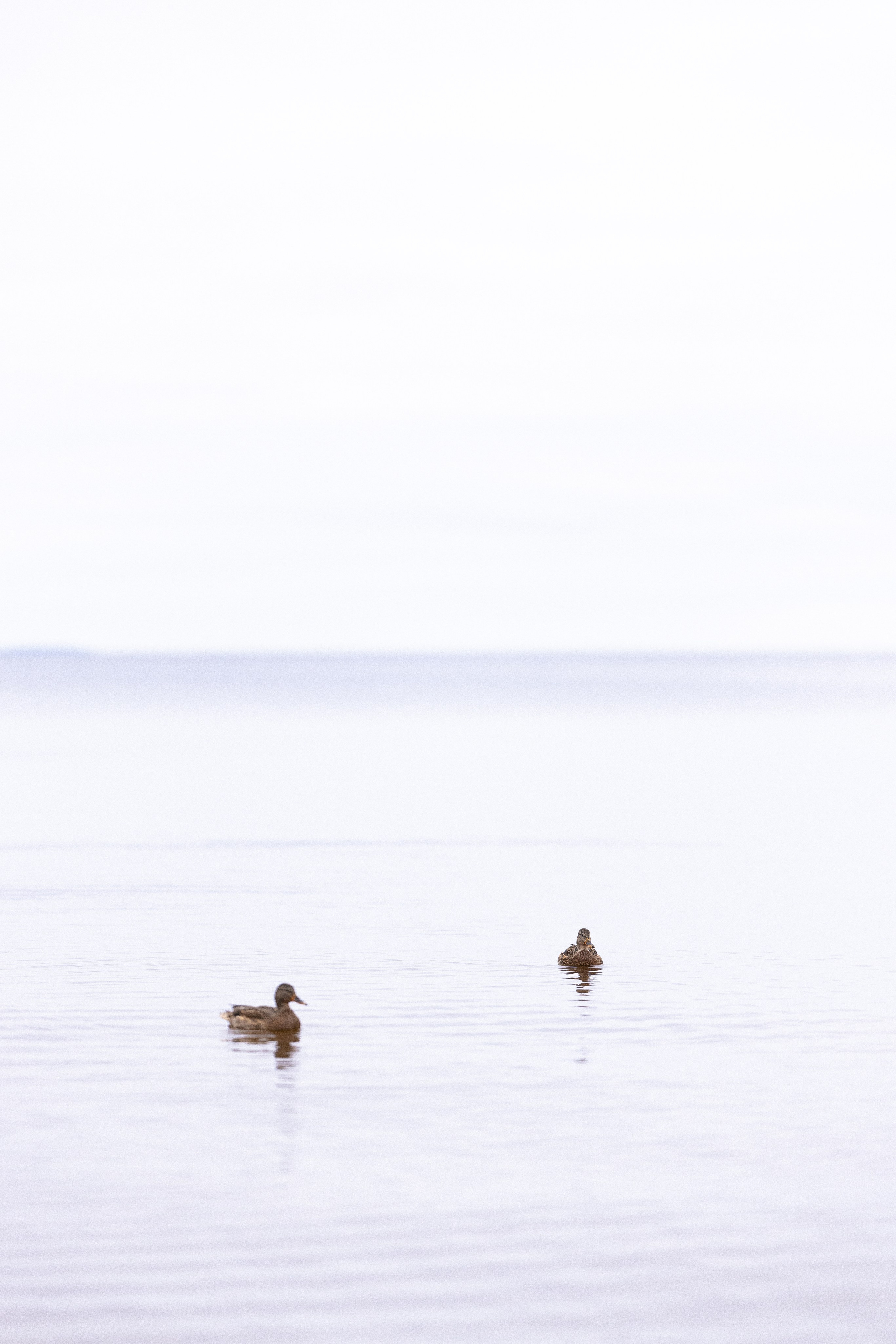 Karelia. Фотограф и видеограф анималист Аганина Дарья