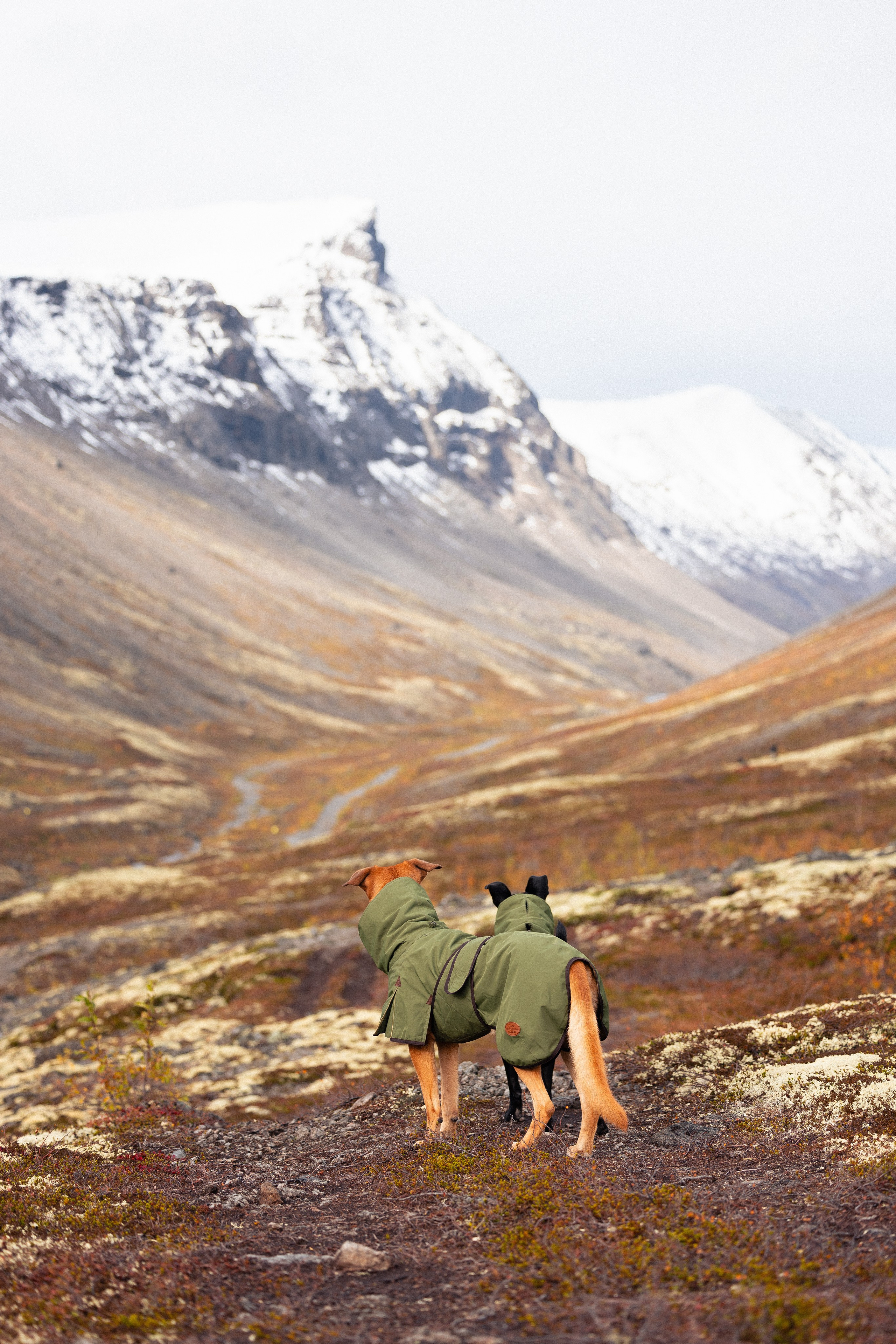 Кольский. Фотограф и видеограф анималист Аганина Дарья
