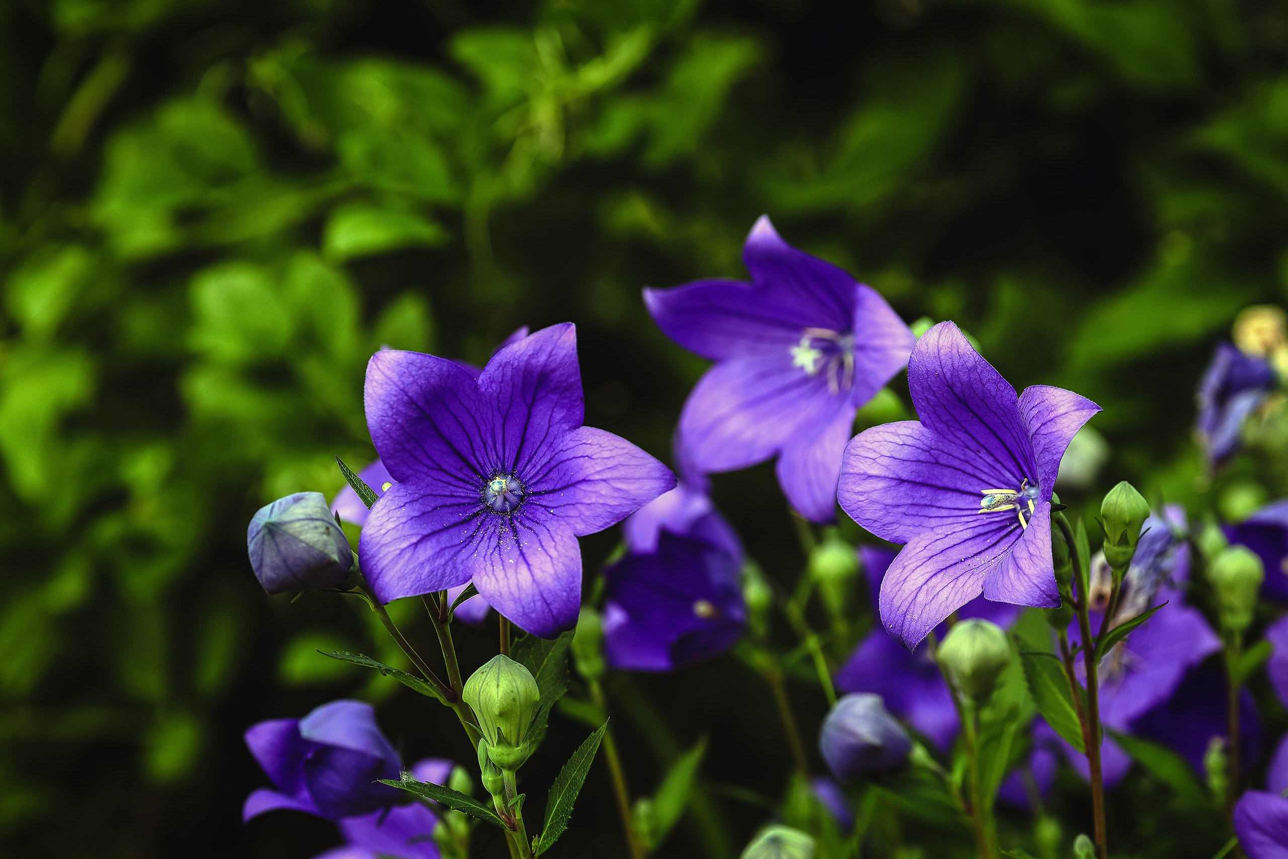 Колокольчик крупноцветковый платикодон