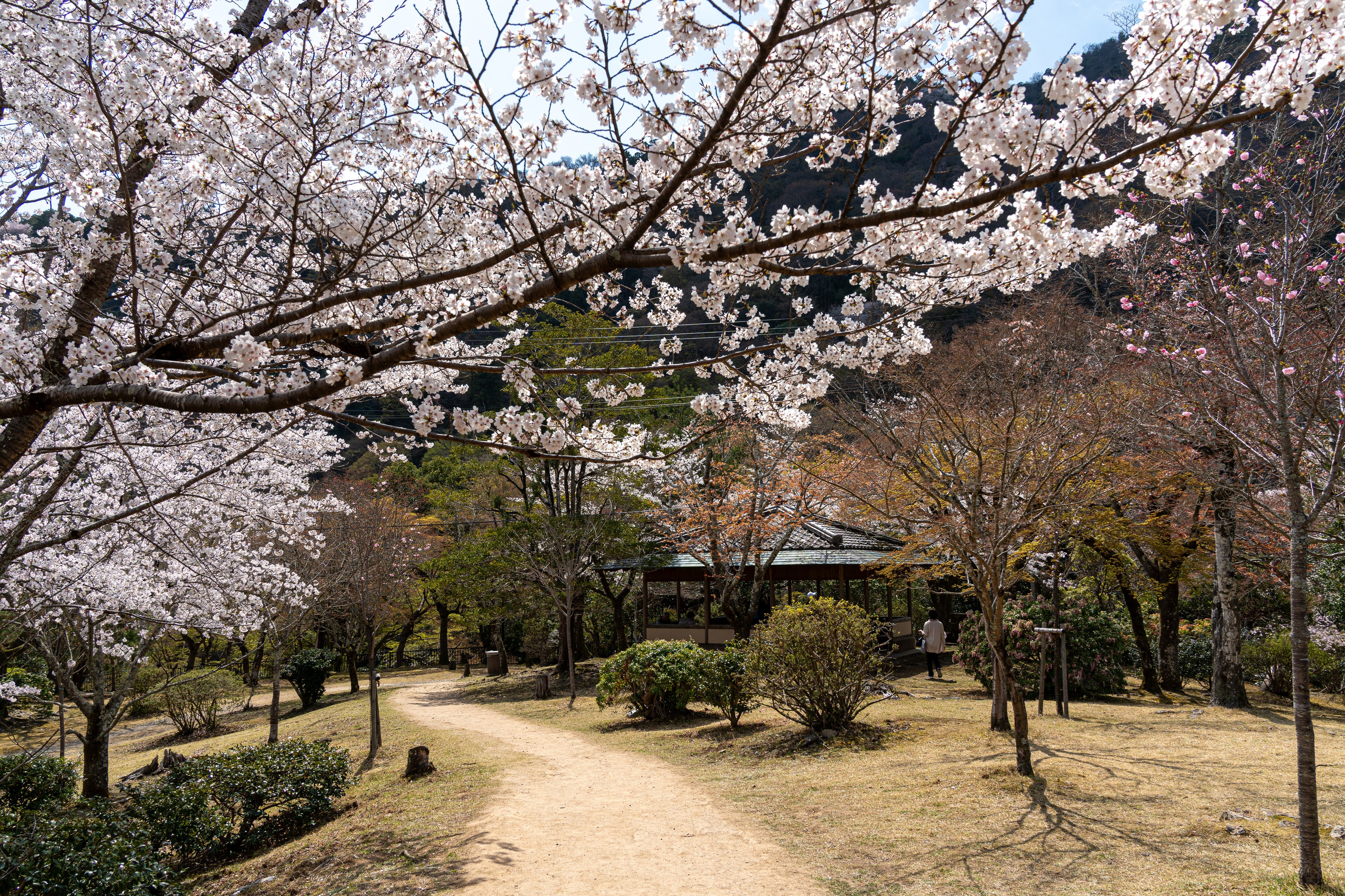 Япония, сакура. Творческие сьемки