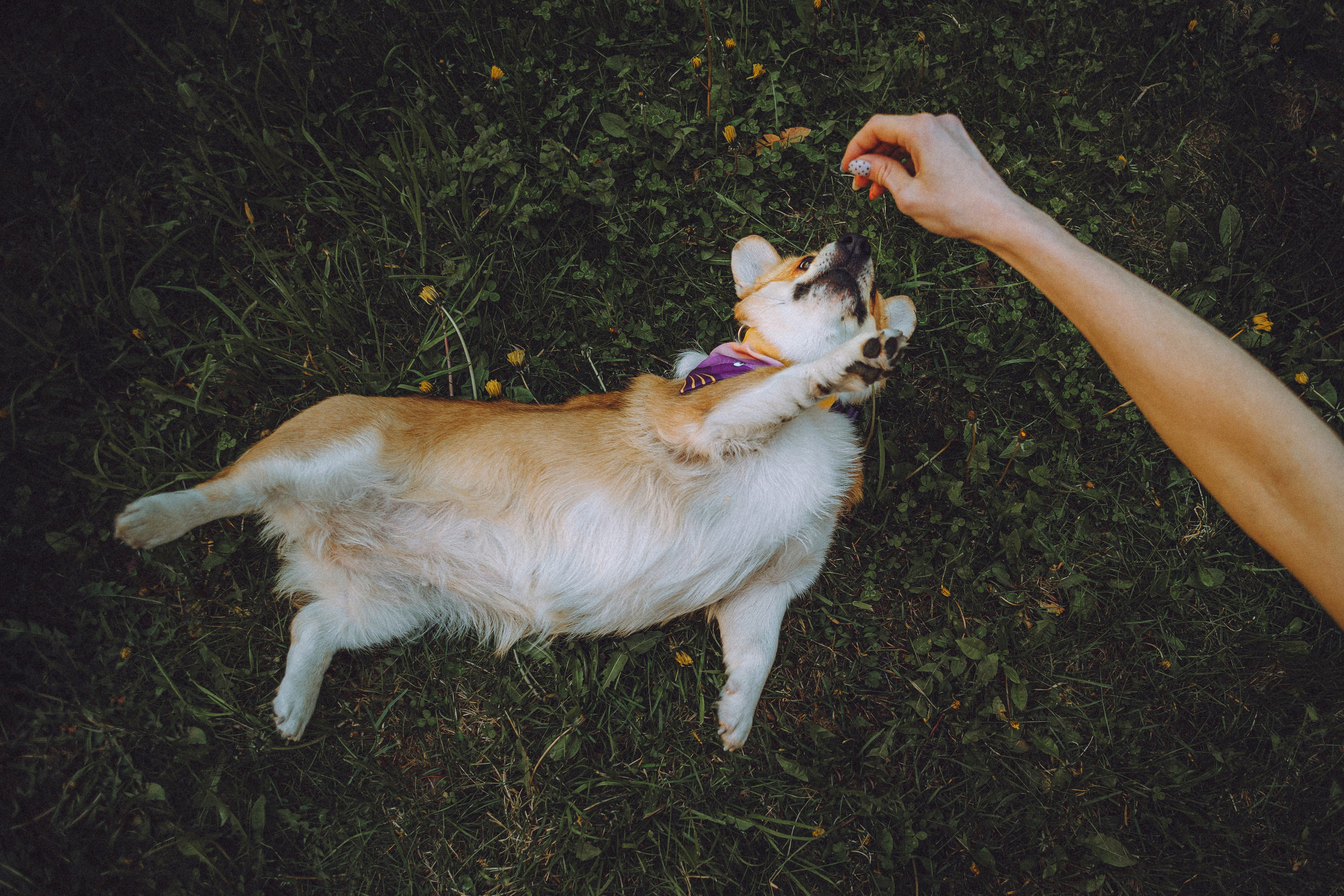 Вика и Мейзи