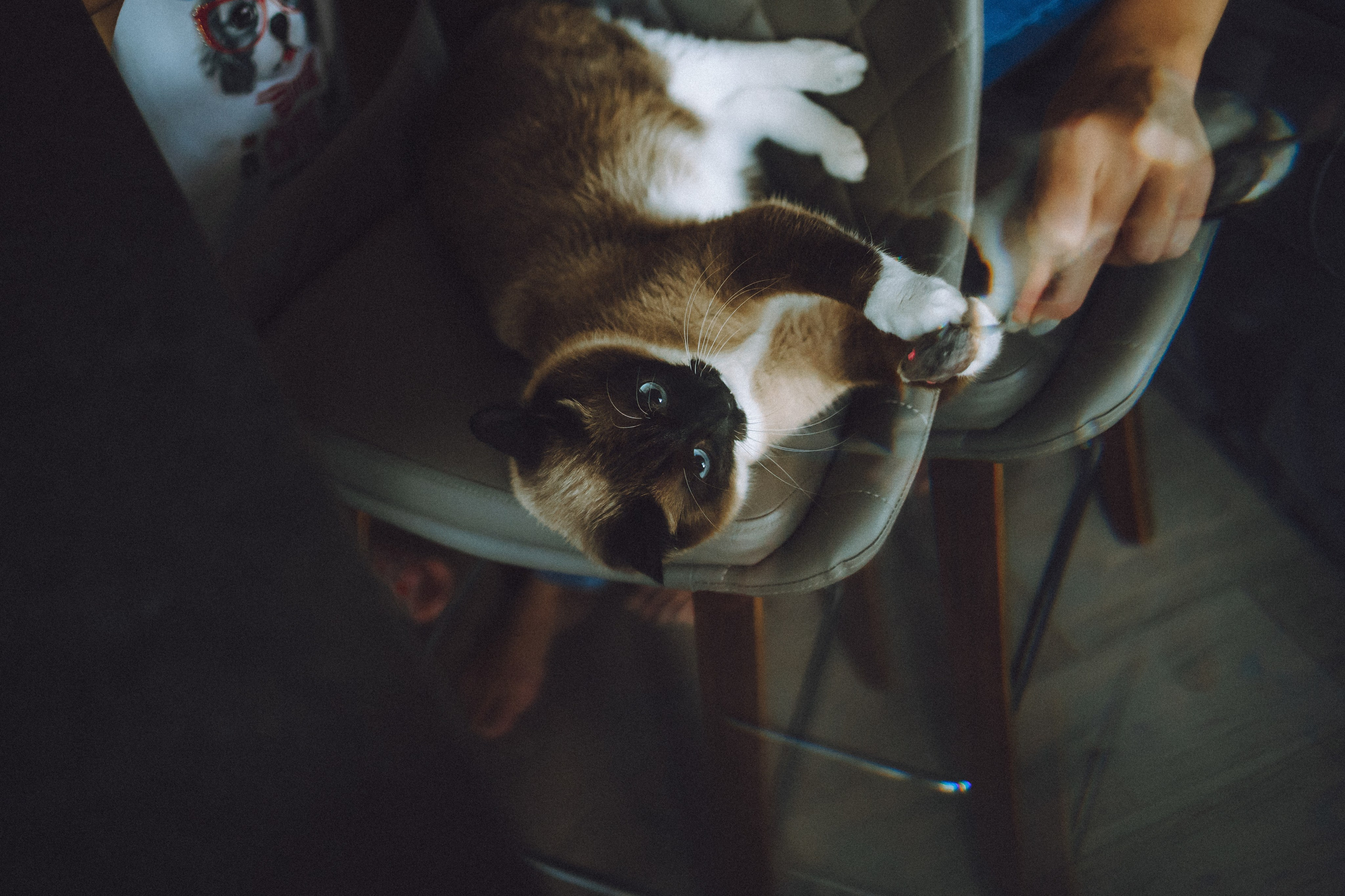 Наташа, Маруся и Зефир