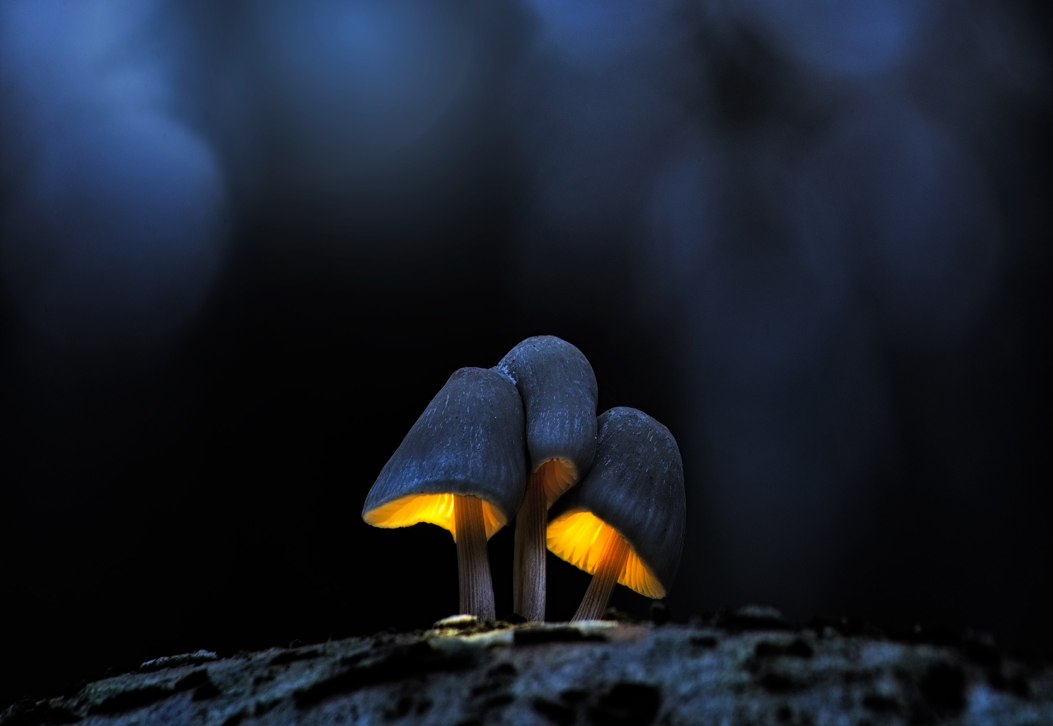 Volkovart.ru glowing mushrooms photography. Volkovart.online nature photography