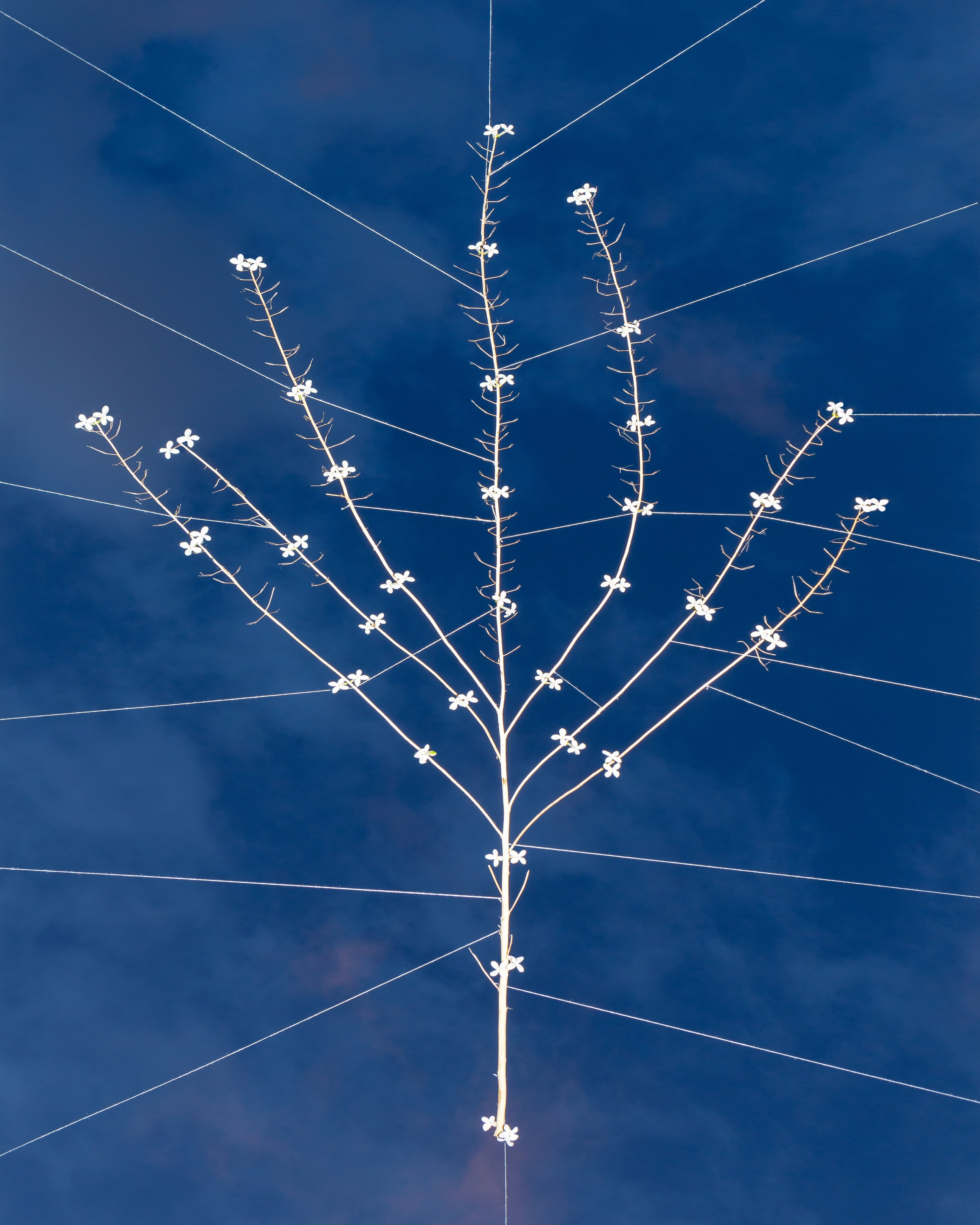 Условная ботаника. Фотографии Саши Любина