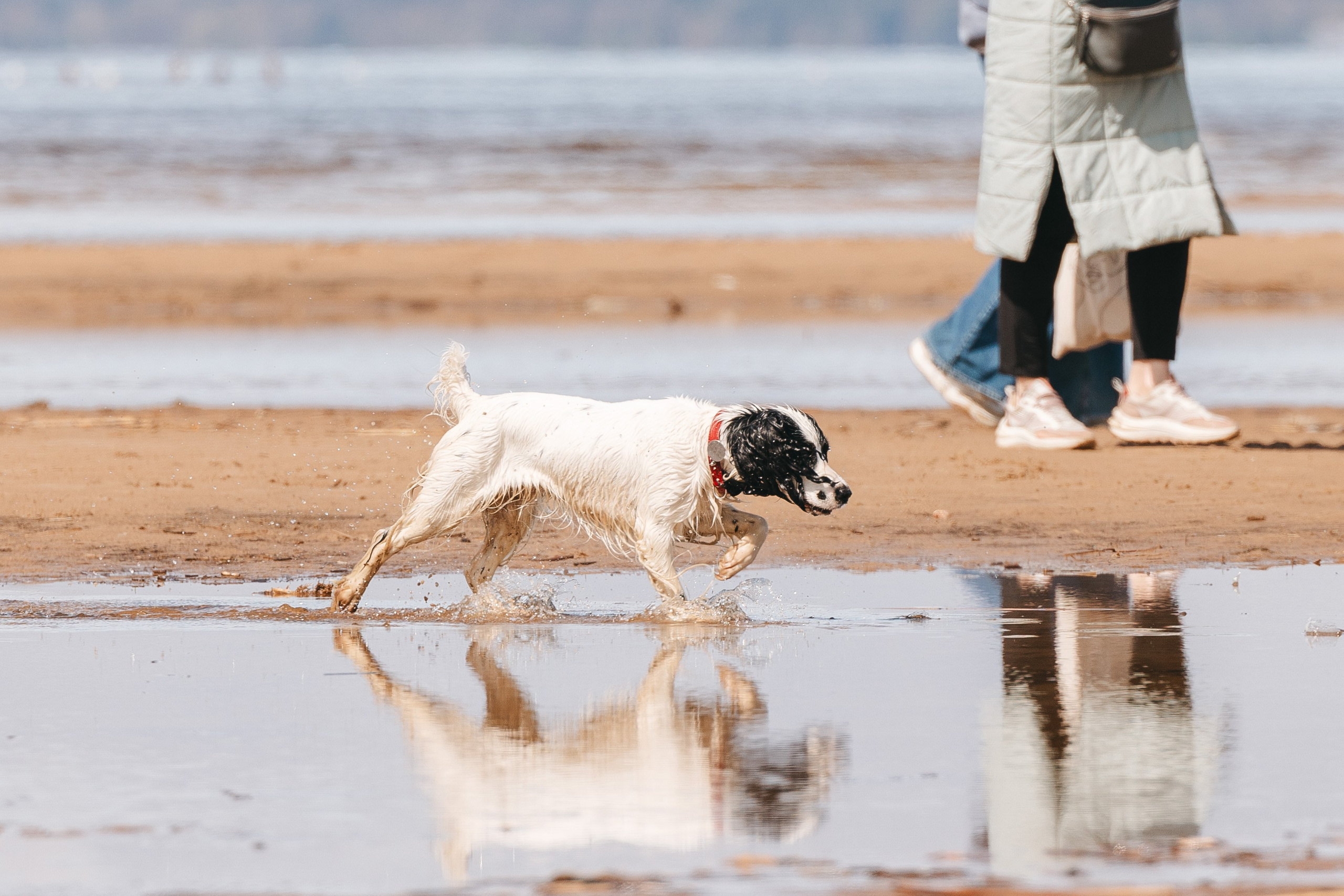 Спанимания. Фотограф анималист Осипчикова Мария