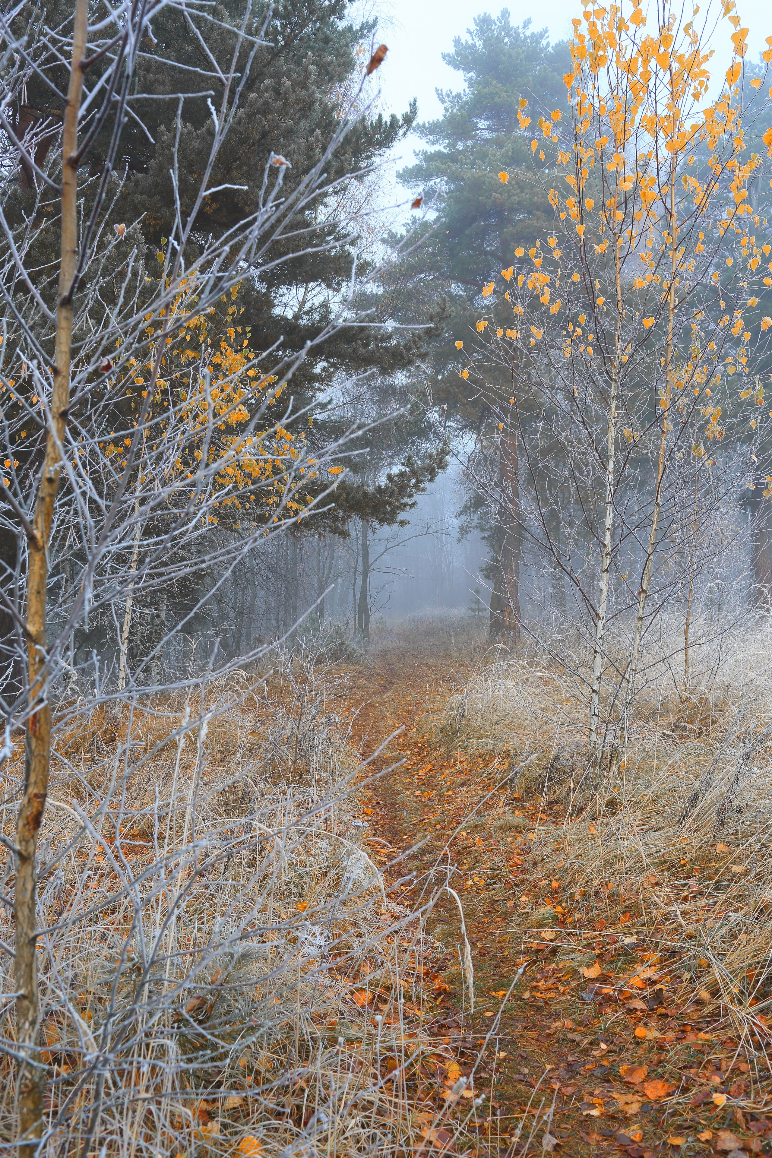 Туманный октябрь. Свадебный и репортажный фотограф в Ярославле и Санкт-Петербурге Роман Микрюков