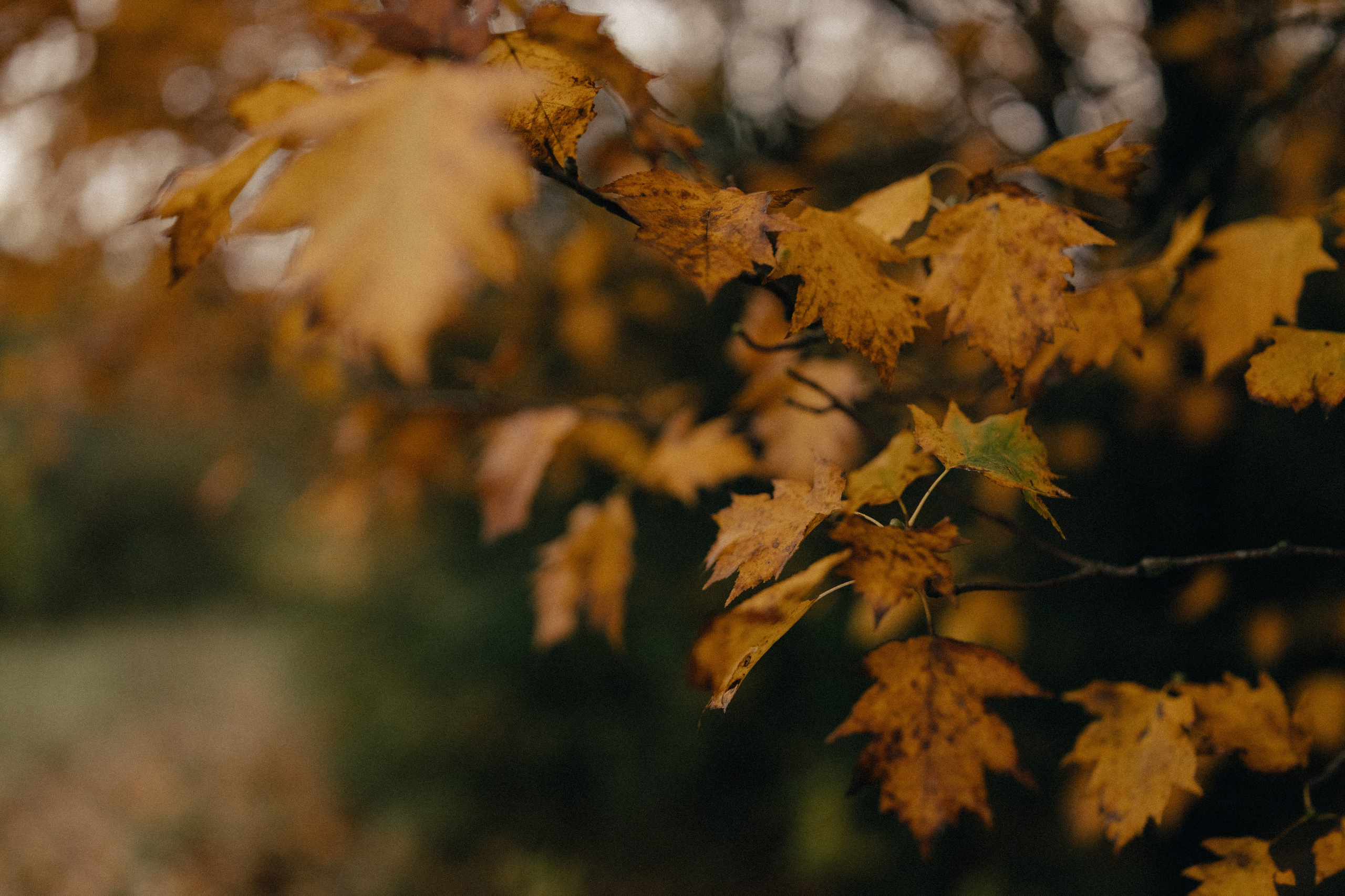 Ксюша и Руслан. Фотограф Катя Весна