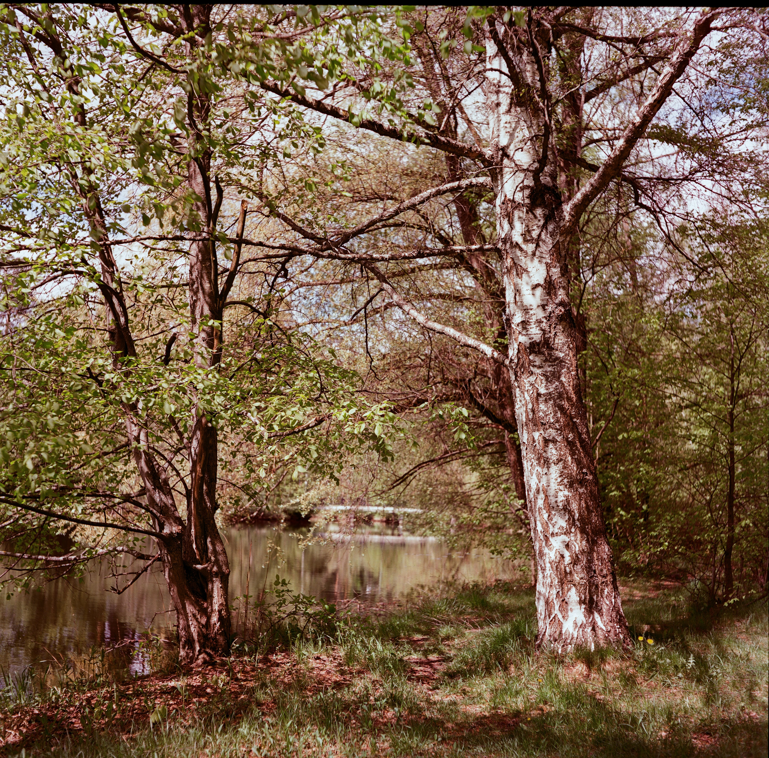 Minolta Autocord | Aeronega ISO 100 (Aerocolor IV) | май 2025 года СерБор