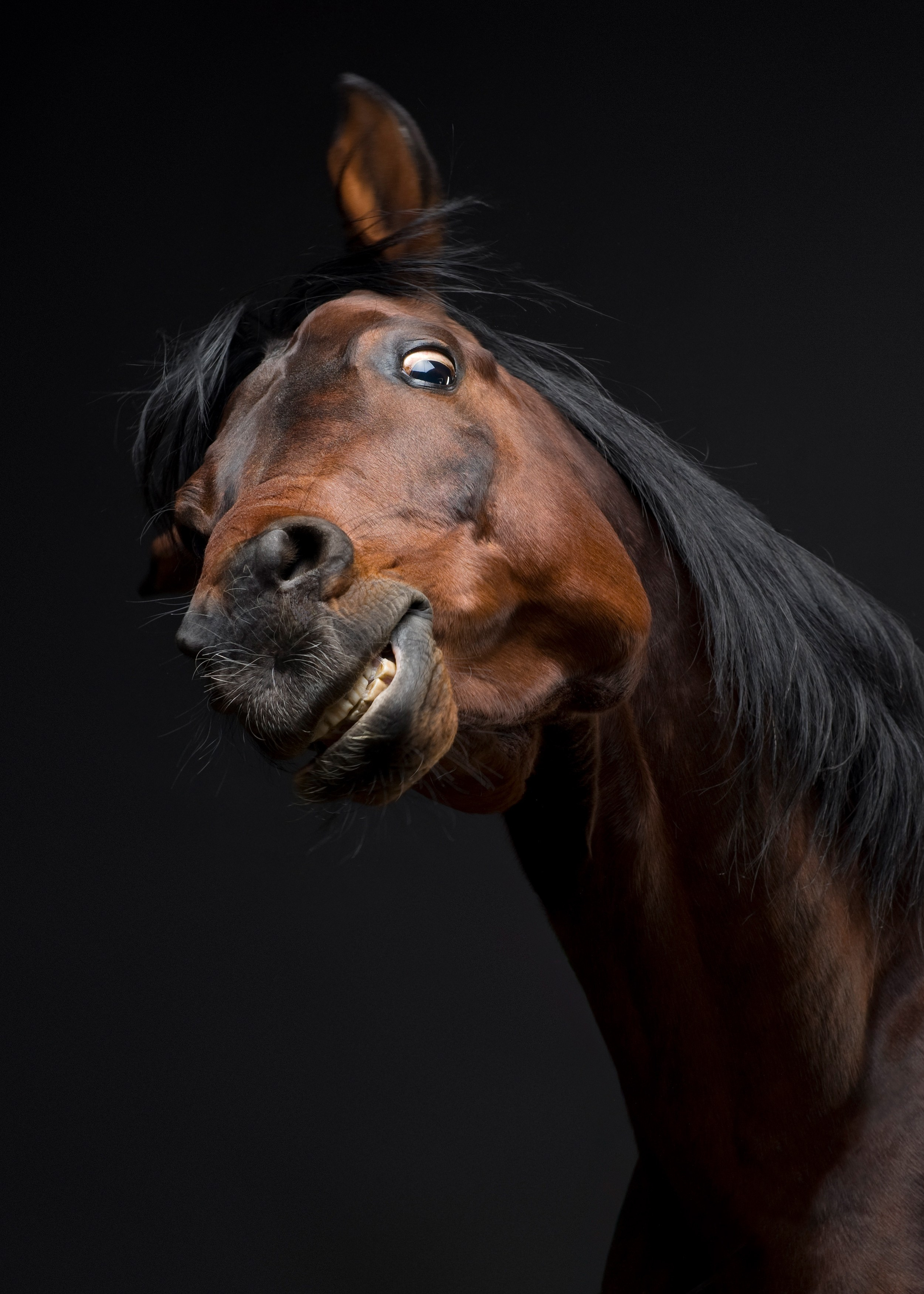 Лошади в студии. Лана Петрова, фотограф