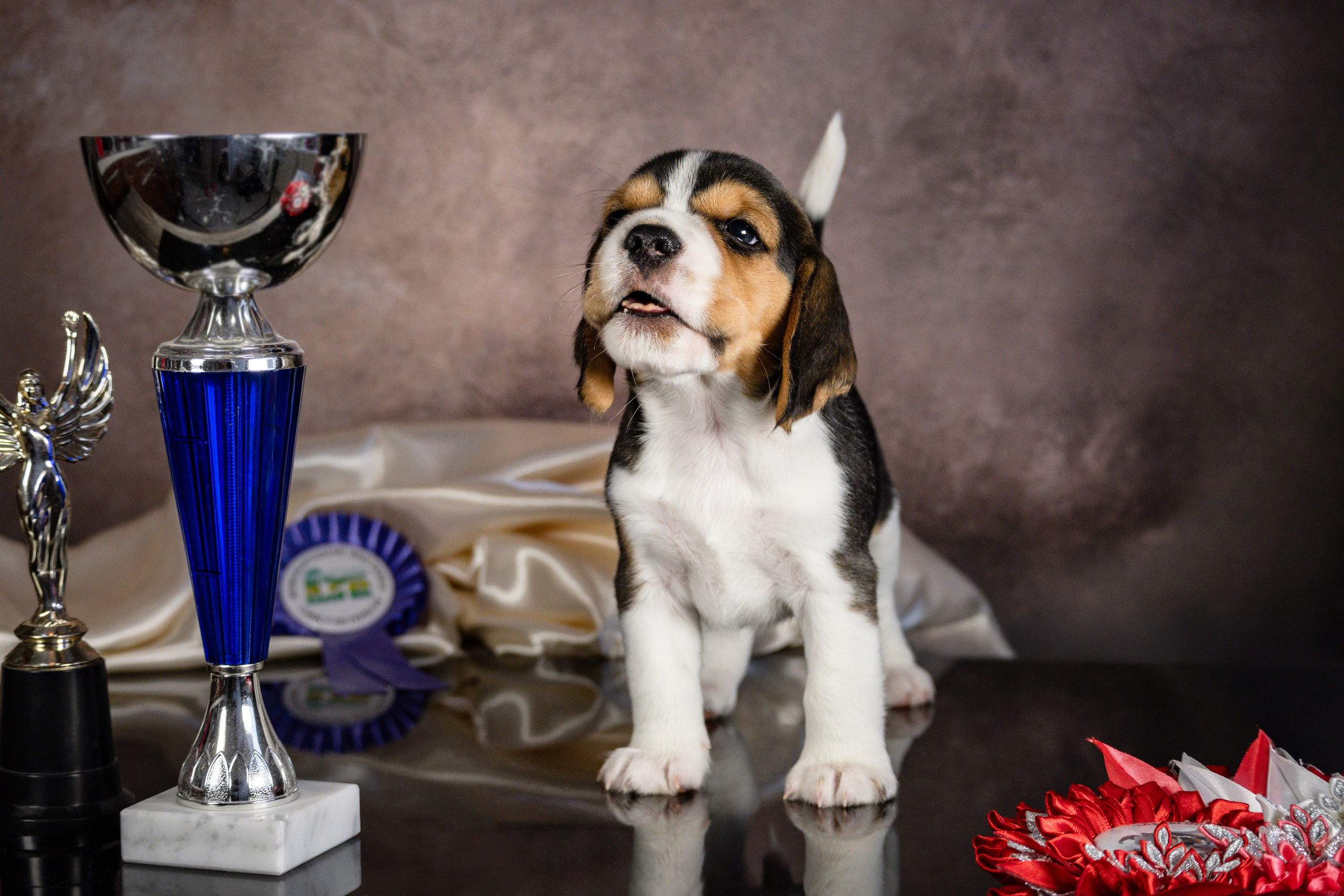 Фотосессия щенков бигля. Фотограф анималист в Санкт-Петербурге Таша Крейв