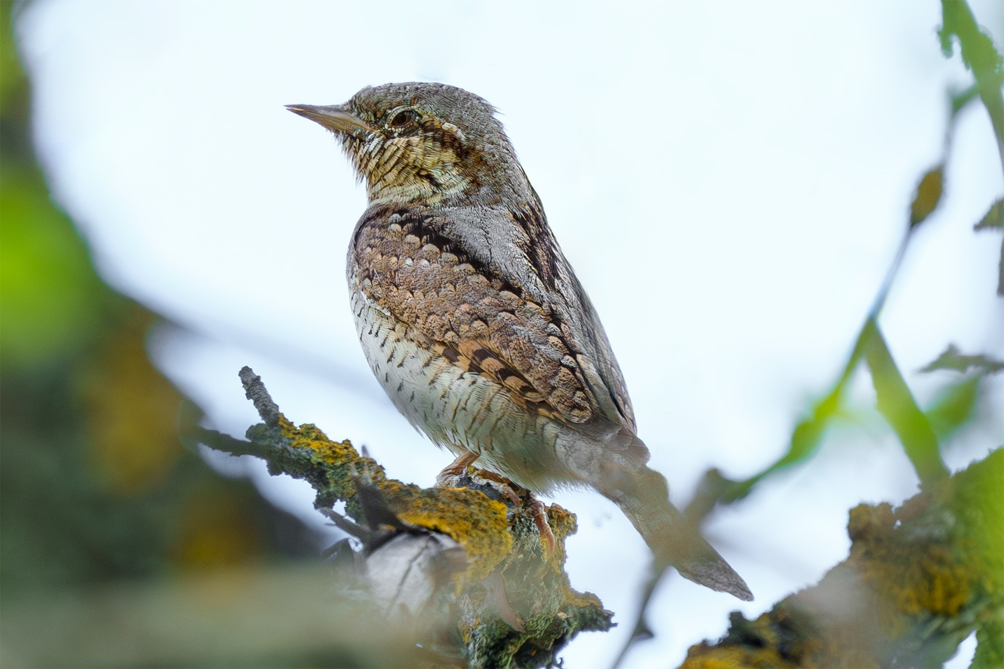 Удивительные мир птиц. Вокруг нас столько прекрасного — присмотритесь!. Ваш личный фотограф Марина Волкова