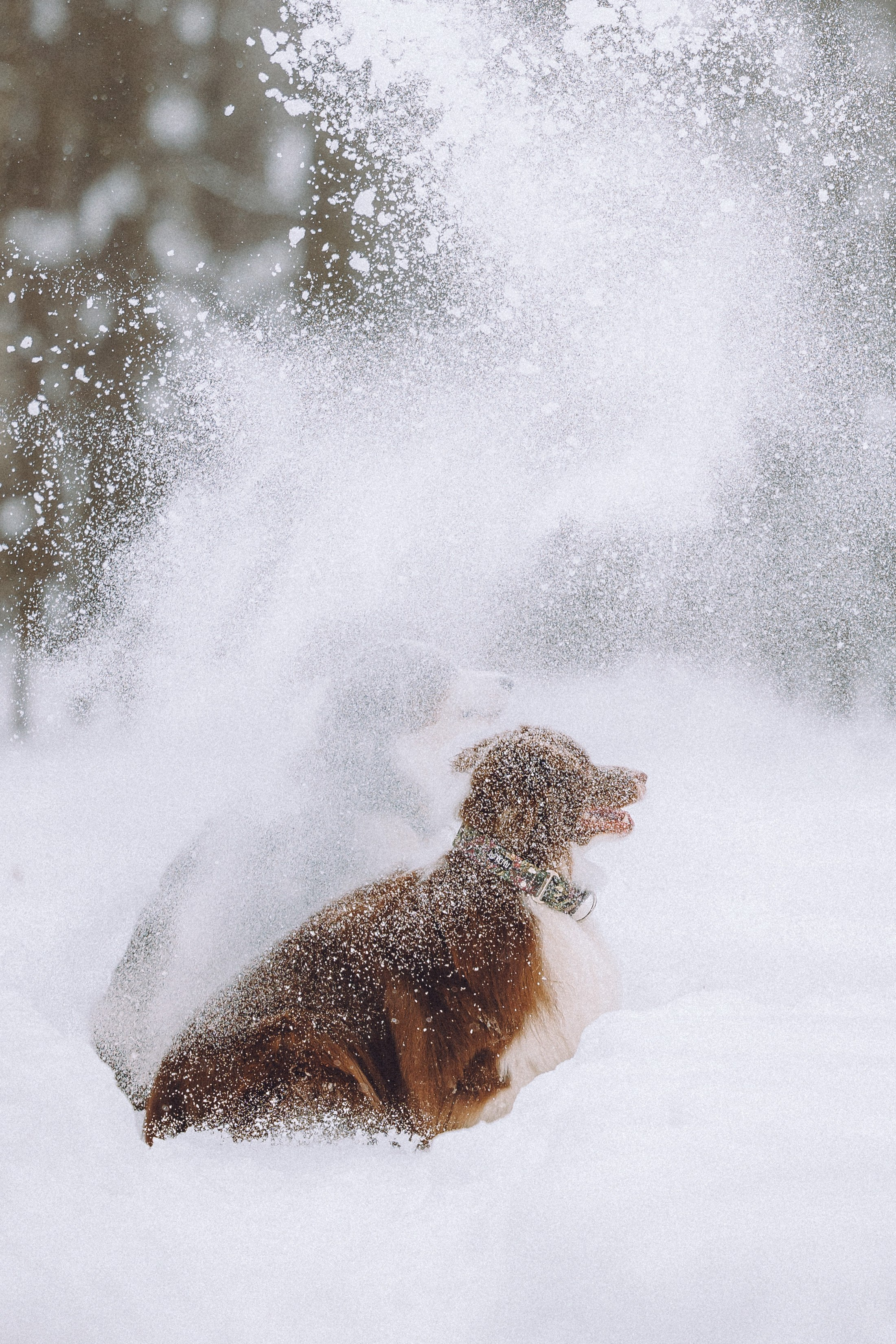 Лена, Принц и Фенек