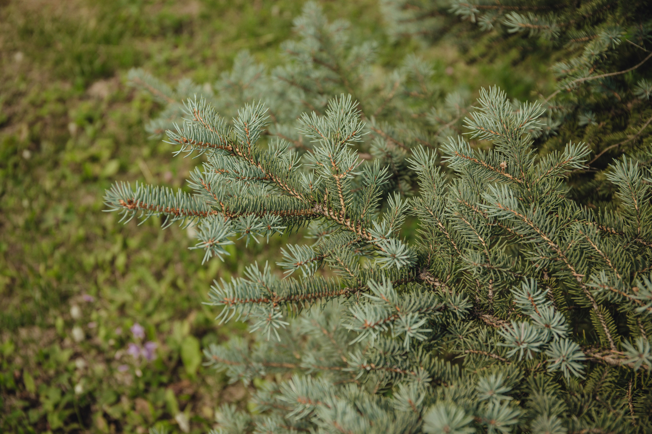 Выписка Даши. Свадебный и семейный фотограф Пушкин Царское Село СПБ Питер Санкт-Петербург и Рязань Ольга Козлова