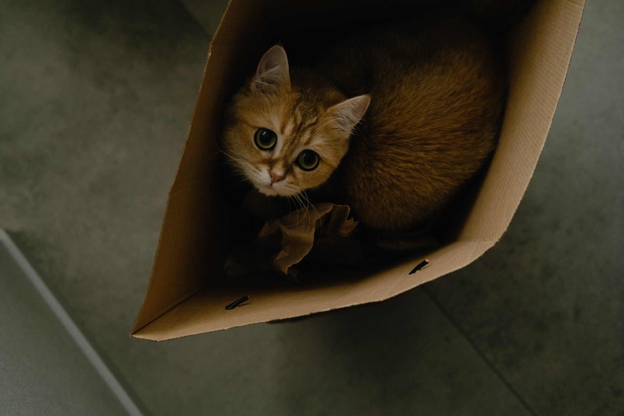 Диана и Леша. Свадебный фотограф Александра Тюлякова