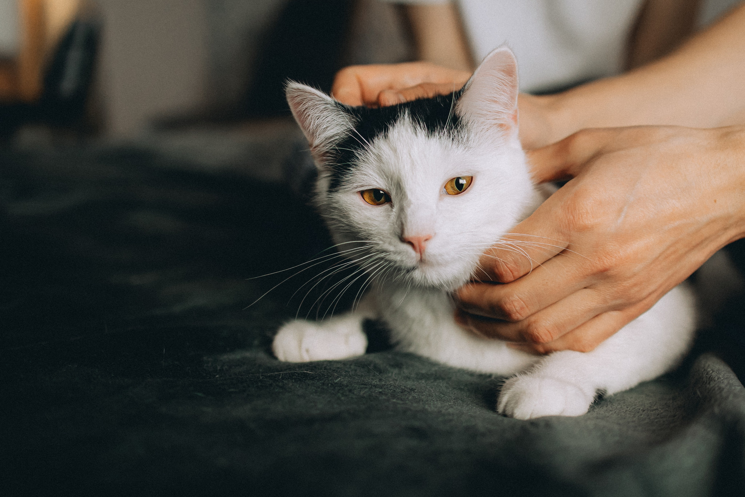 Рыся, Кепа и их семья