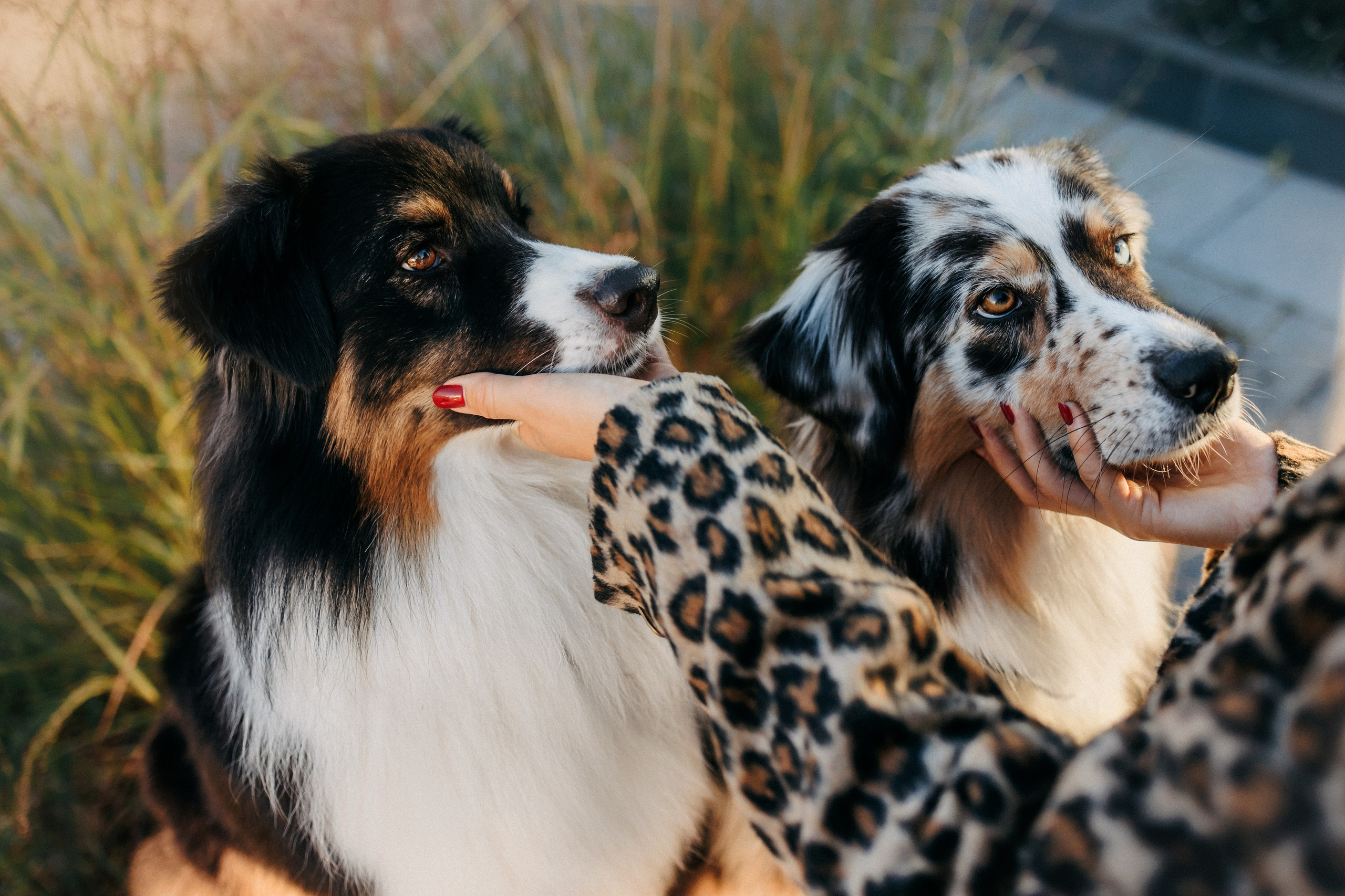 Аня, Чарли и Ева. Фотограф-анималист Елена Радченко, Москва