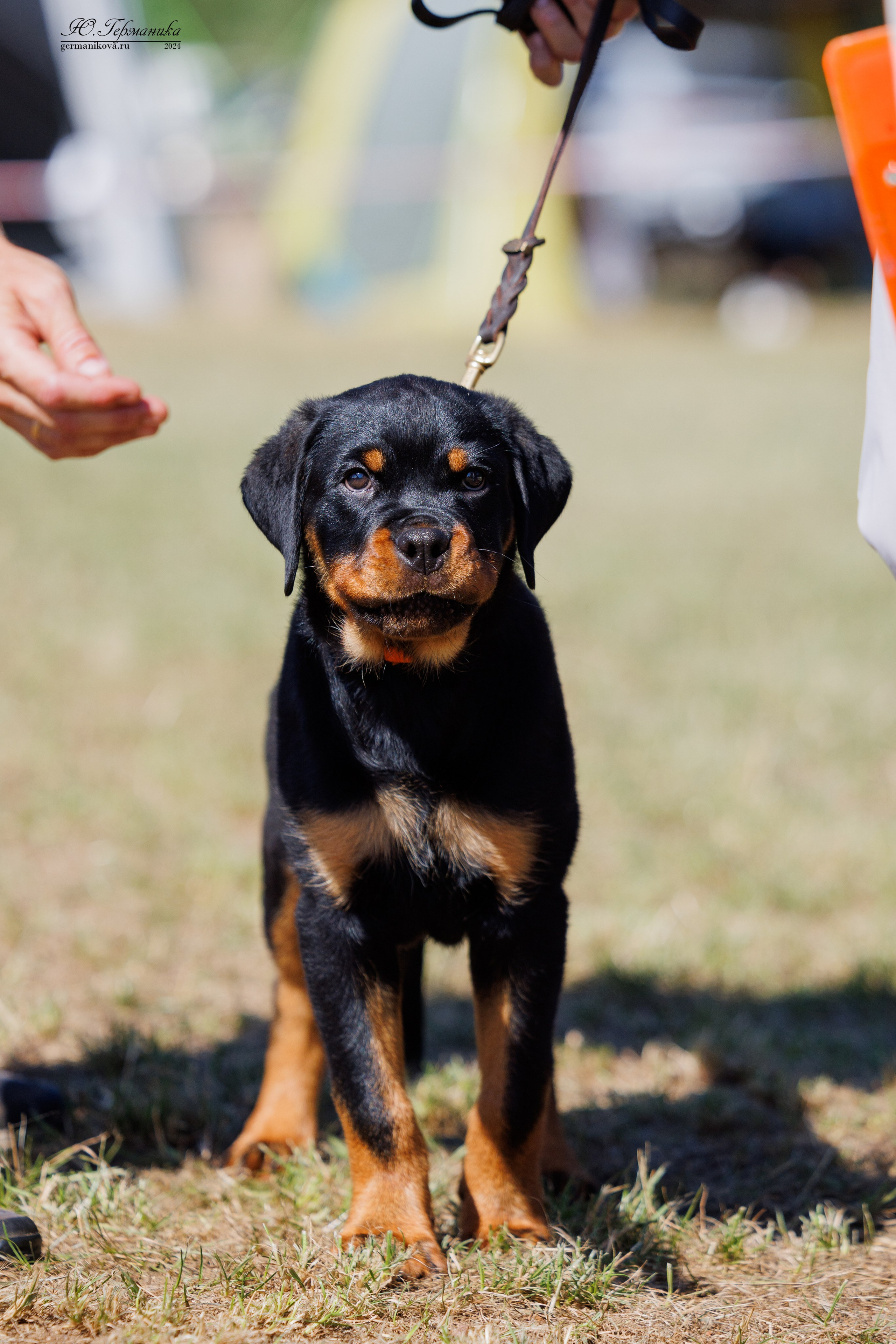ПК и КЧК ротвейлеры Тверь 6-7.07.2024. Фотограф-анималист Юлия Германика