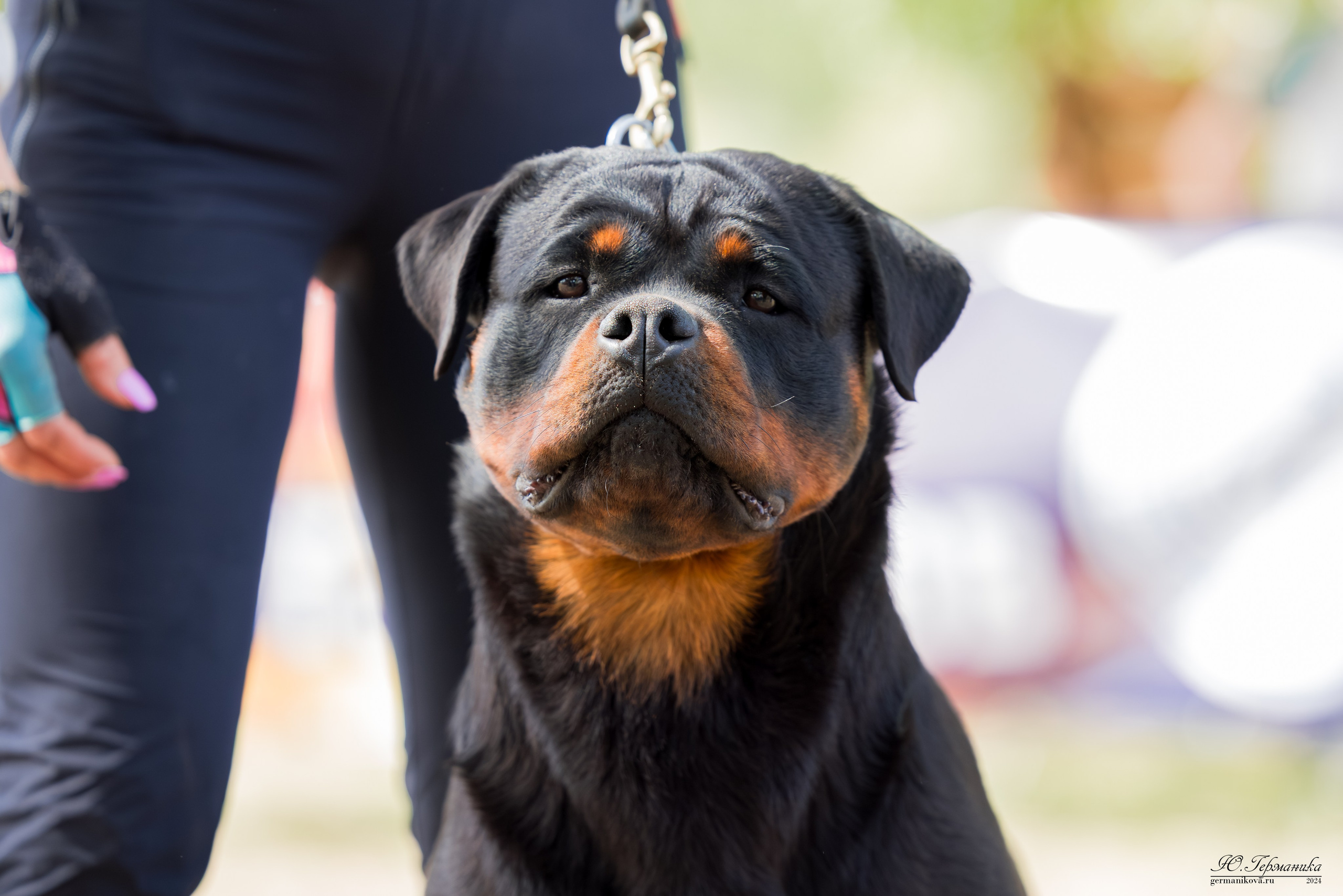 Саратов 2 х моно ротвейлеров 28-29.04.2024. Фотограф-анималист Юлия Германика