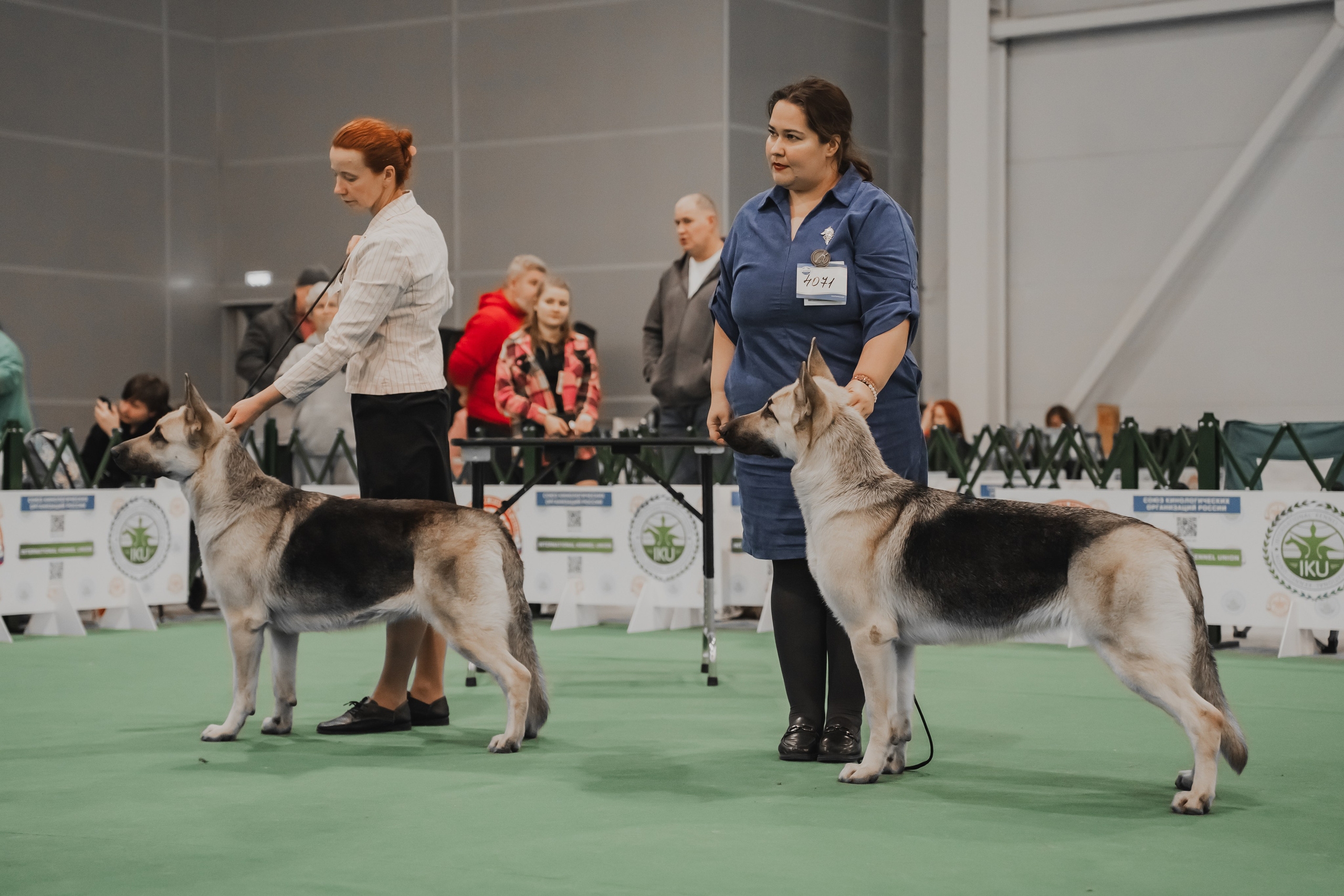 Международная выставка собак всех пород. Репортажный фотограф Анастасия Рубцова