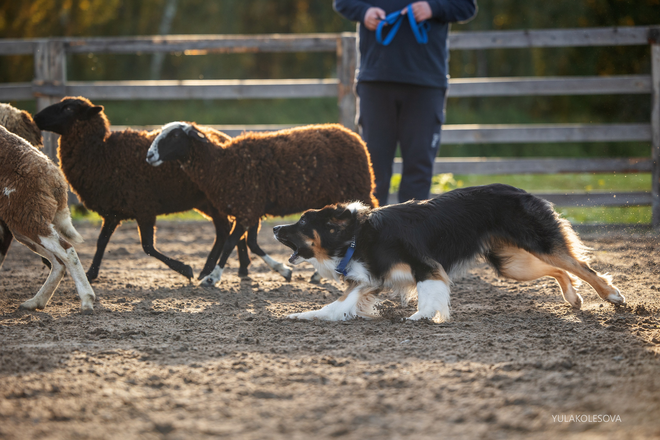 Пастуший интенсив, сентябрь 2024. YULA KOLESOVA | Фотограф — Анималист | Художник | Тюмень
