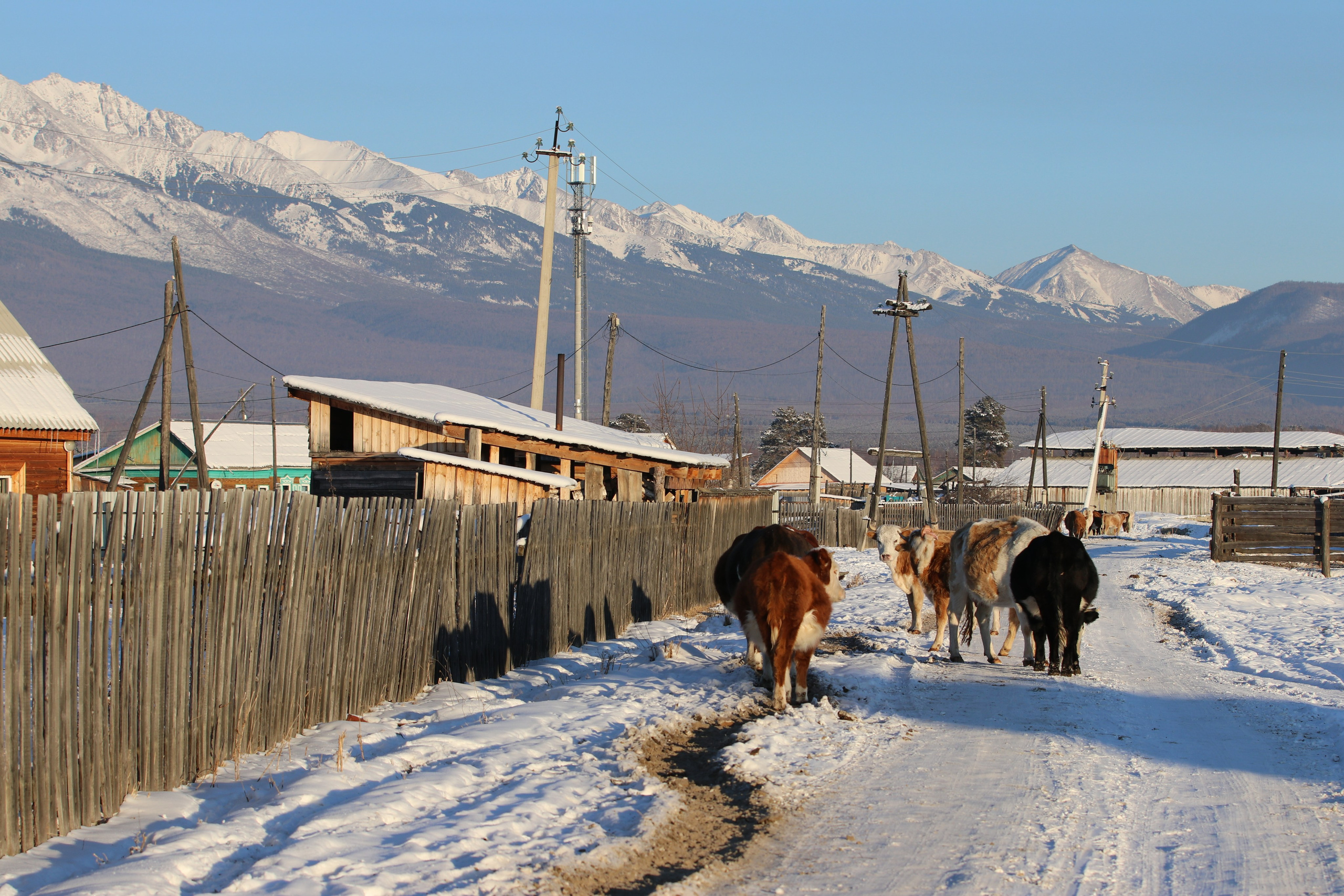 Аршан. Январь 2022. Путешественник-фотограф из Санкт-Петербурга Татьяна Свистулина
