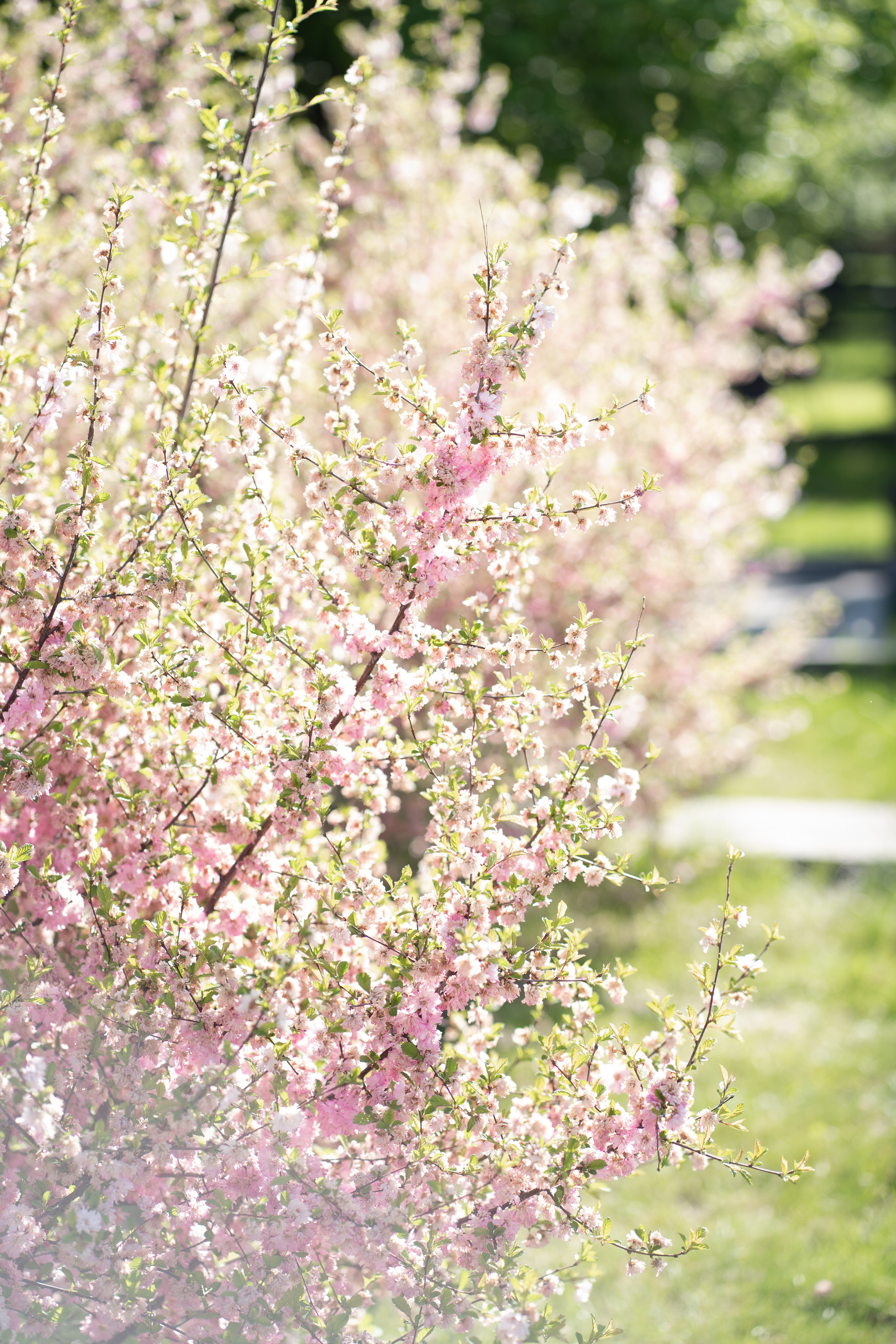 Тур на Алтай, май 2022. Семейный фотограф, фотосессия беременности в Новосибирске Кристина Киб