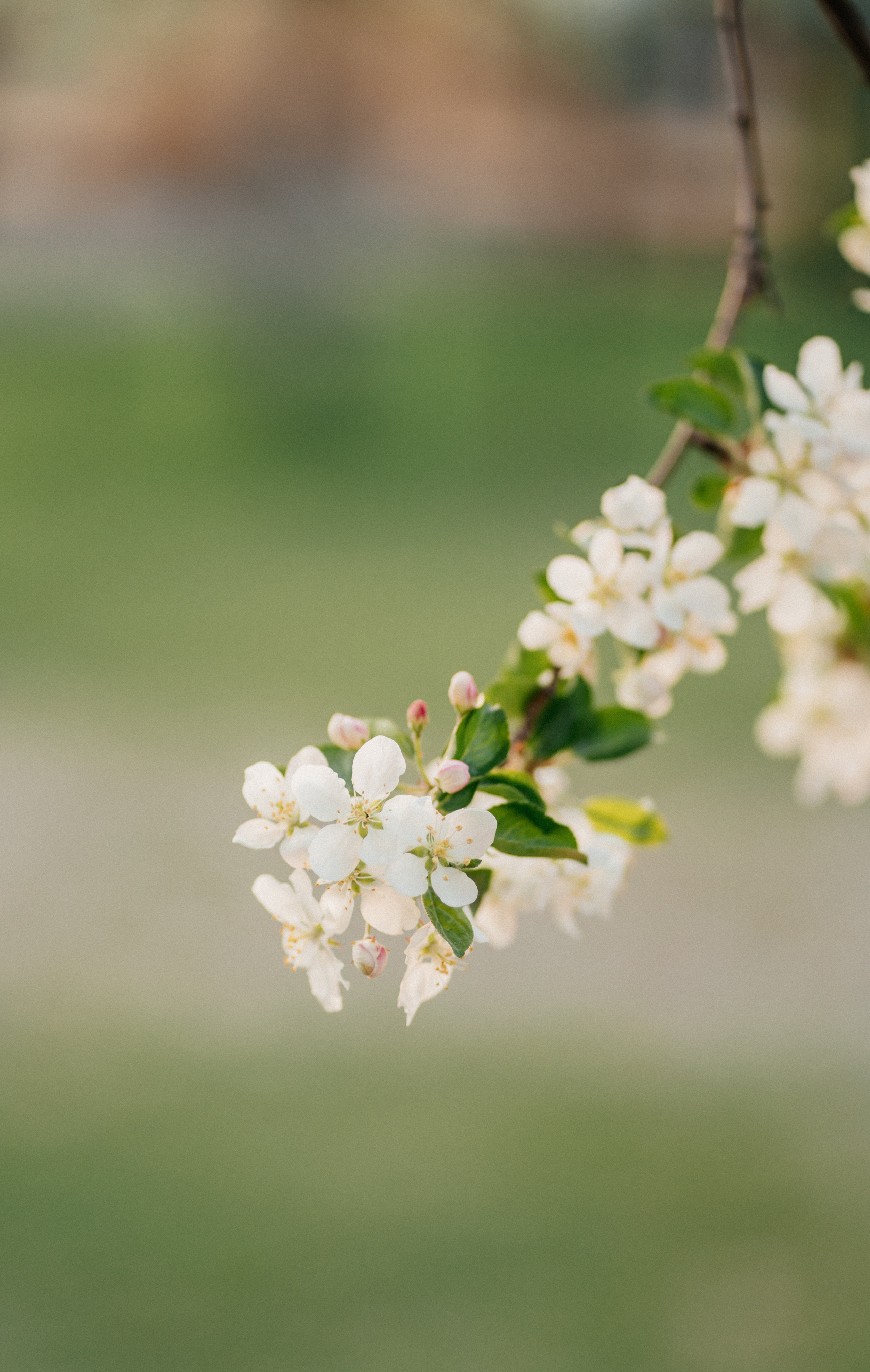 Тур на Алтай, май 2022. Семейный фотограф, фотосессия беременности в Новосибирске Кристина Киб