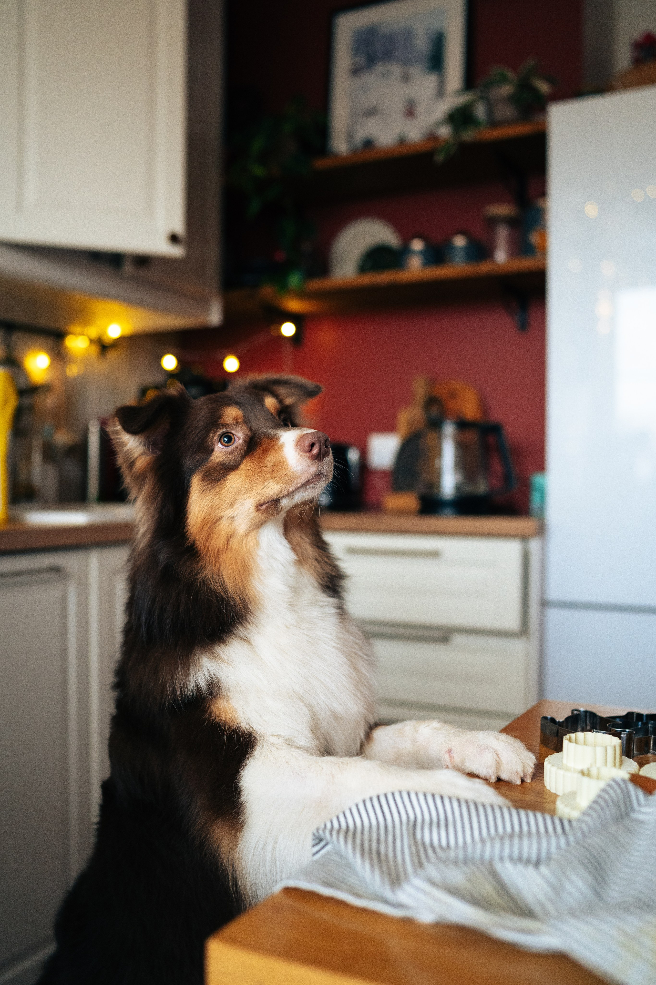 Радость. Фотограф Екатерина Канчалаба