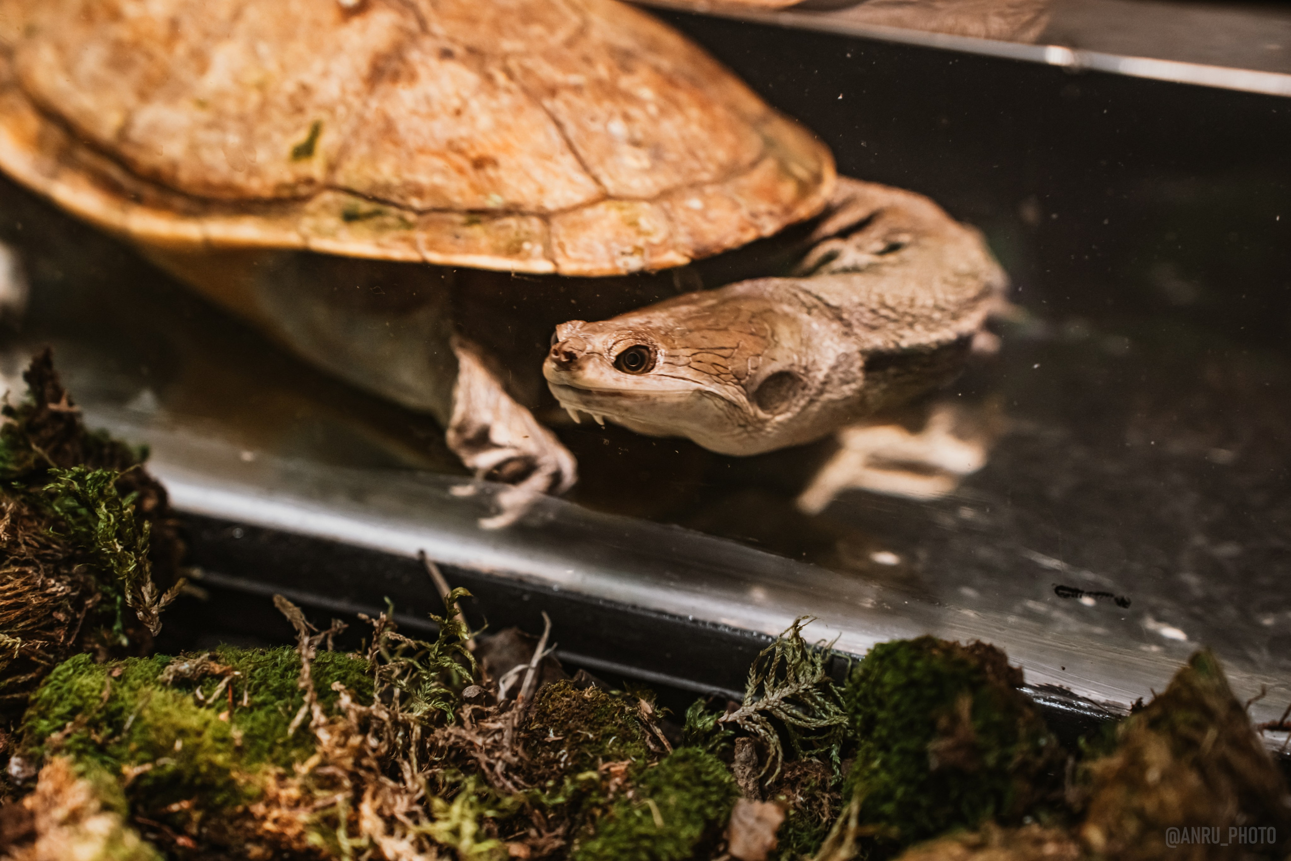 Рептилиум. Репортажный фотограф Анастасия Рубцова