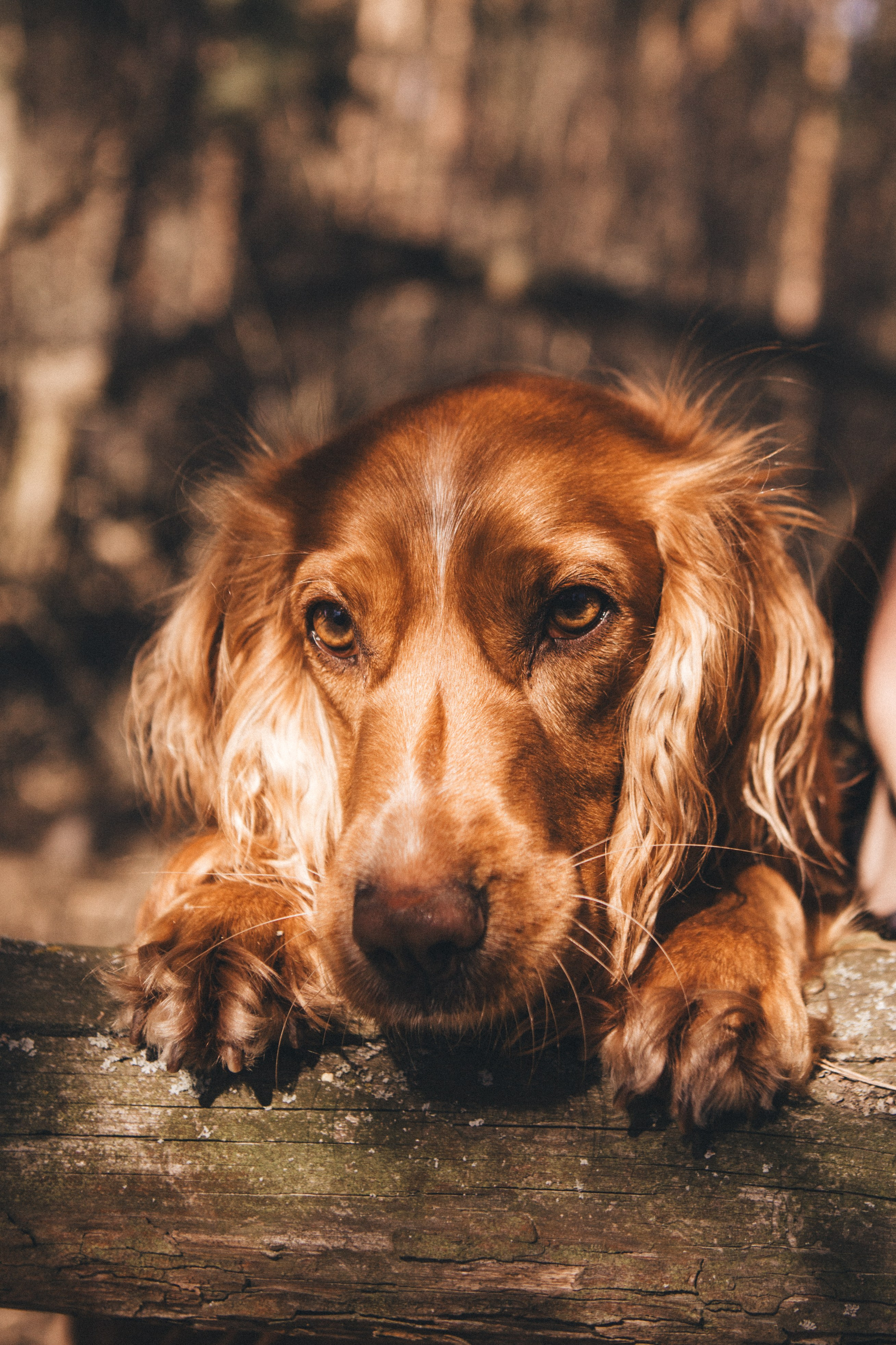 Julia & Jessie. Portrait, family and pet photographer in Cyprus, Ksenia Bourdelle
