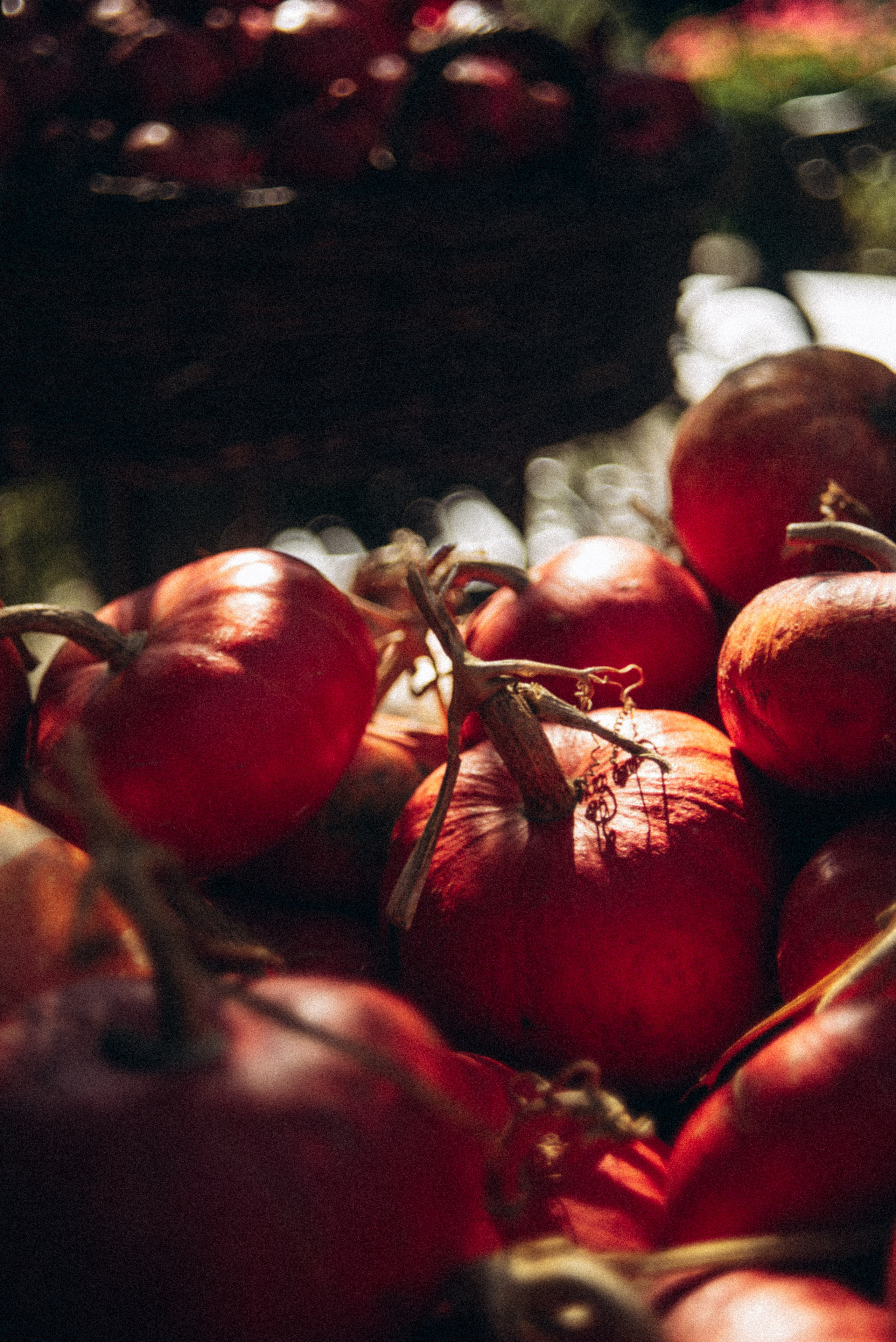 Сад «Гардения» Зураба Шеварднадзе в Тбилиси 🇬🇪. Anita_photo