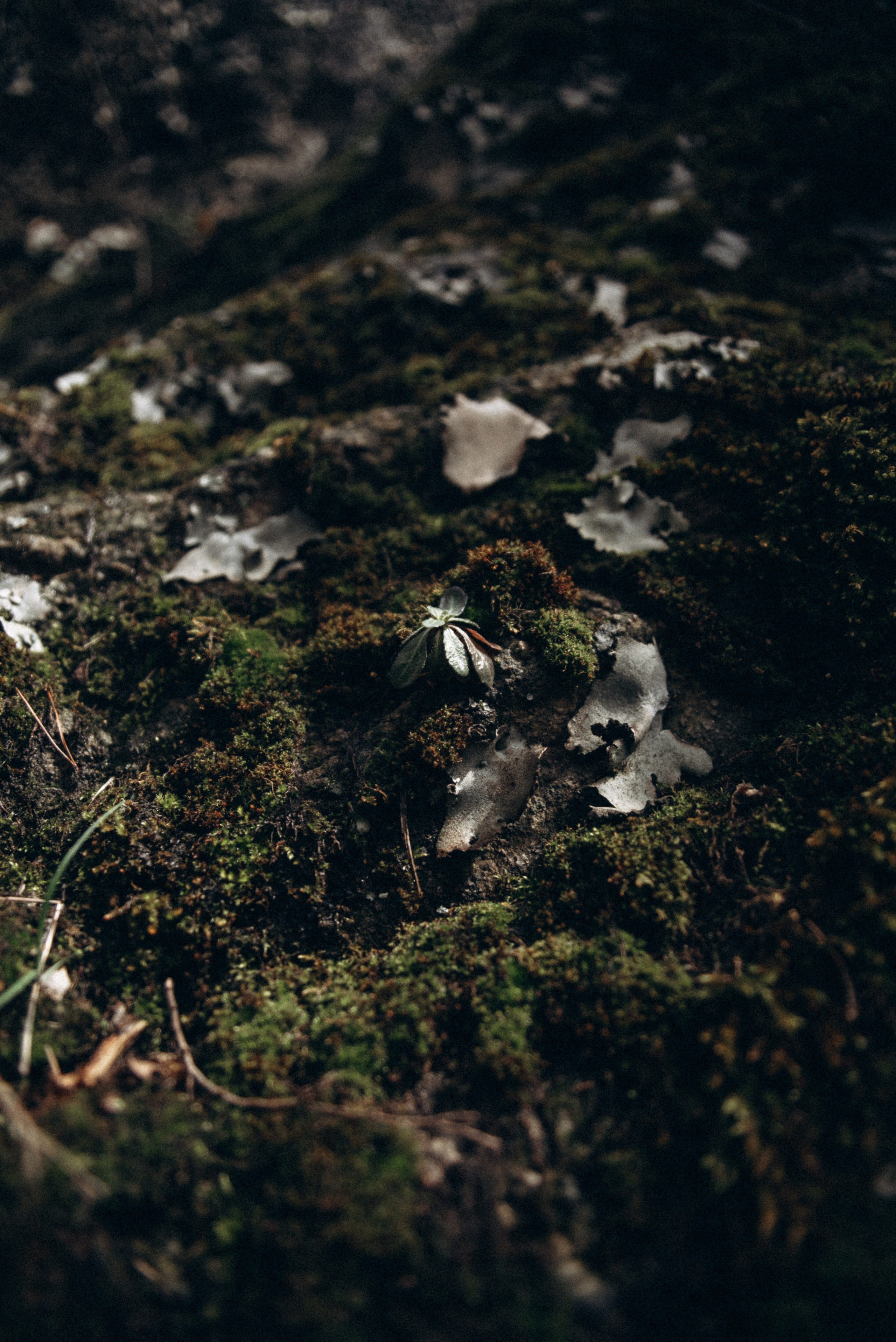 Каньоны Биртвиси, Грузия🇬🇪. Anita_photo