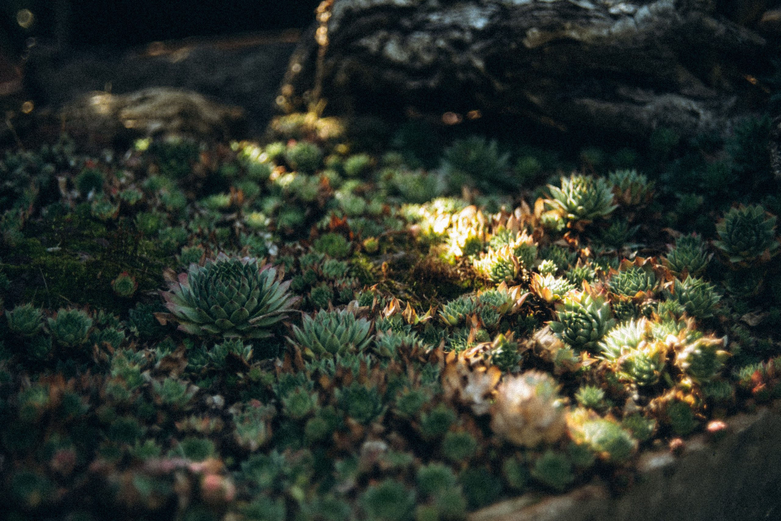 Сад «Гардения» Зураба Шеварднадзе в Тбилиси 🇬🇪. Anita_photo