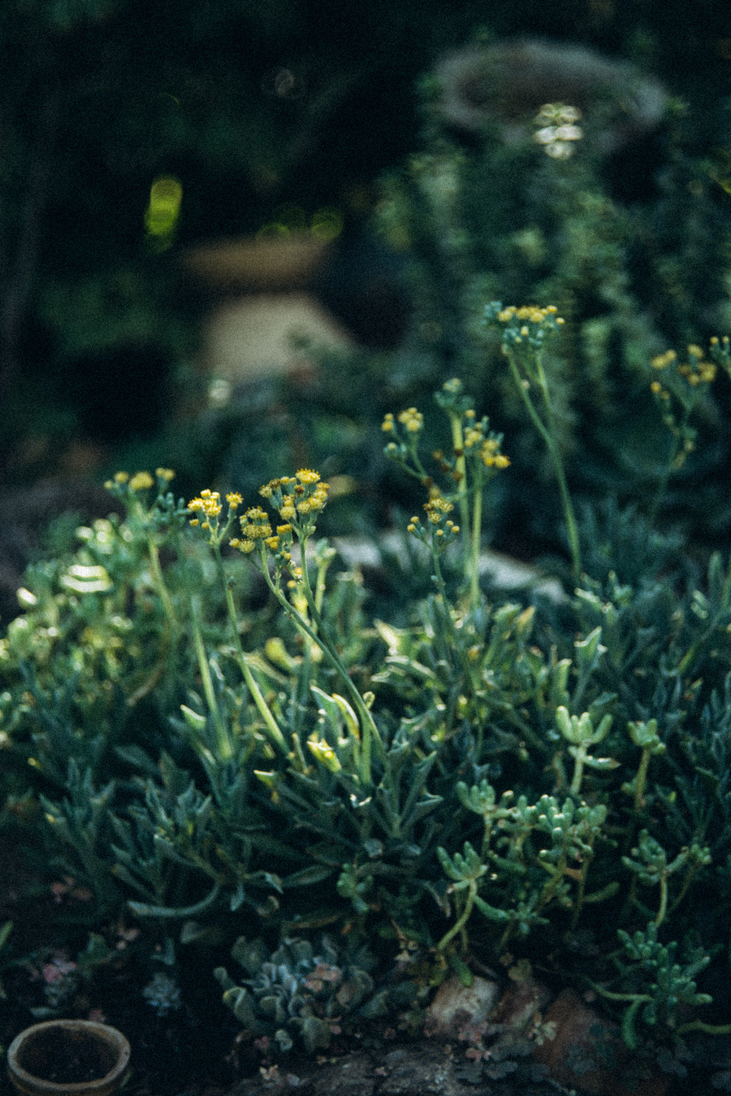 Сад «Гардения» Зураба Шеварднадзе в Тбилиси 🇬🇪. Anita_photo