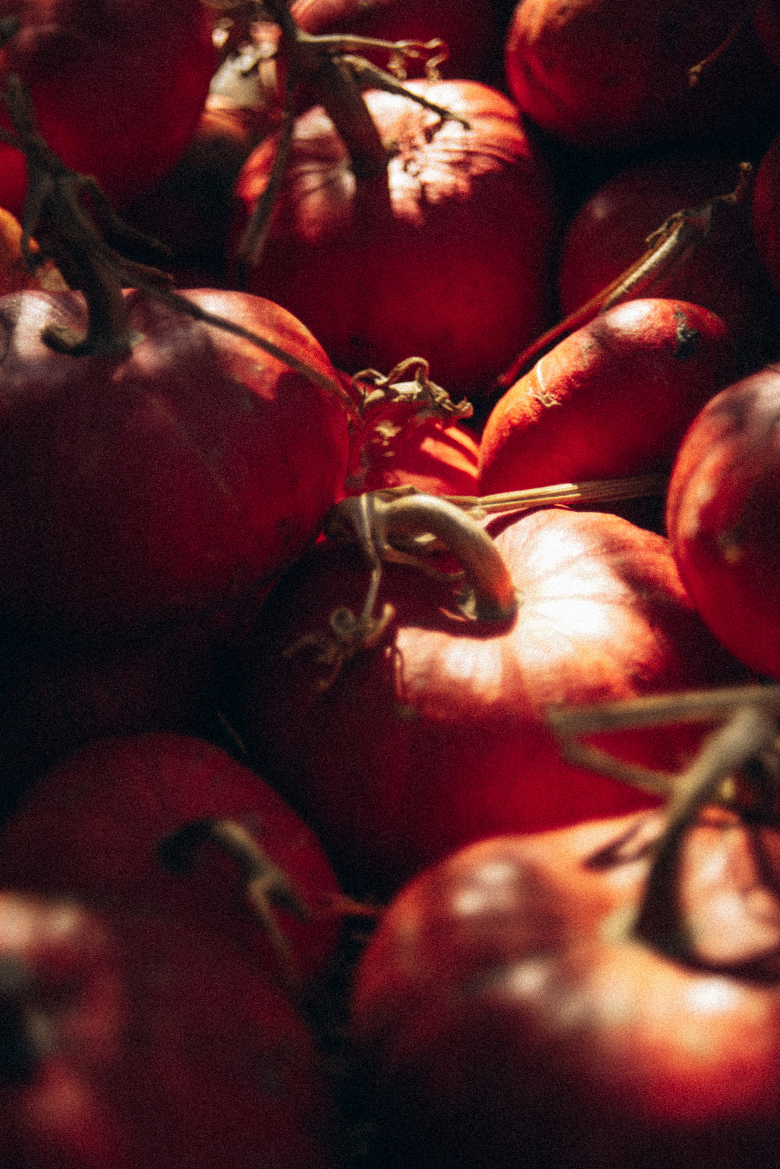 Сад «Гардения» Зураба Шеварднадзе в Тбилиси 🇬🇪. Anita_photo